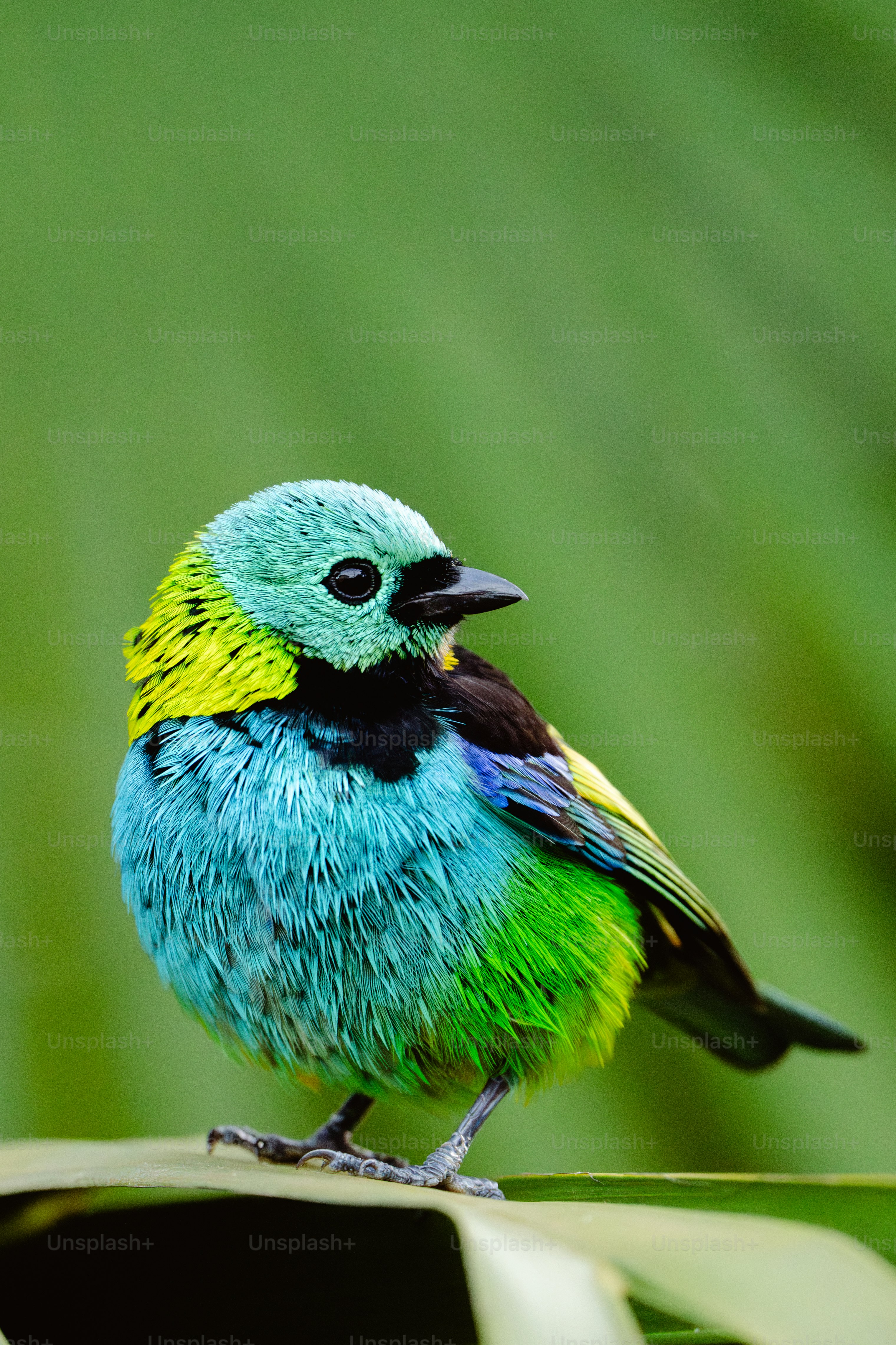 Descargar fondos de Dibujosanimados De Las Aves De Río Y El Perro Luiz. |  Wallpapers.com, image size:3000x4500