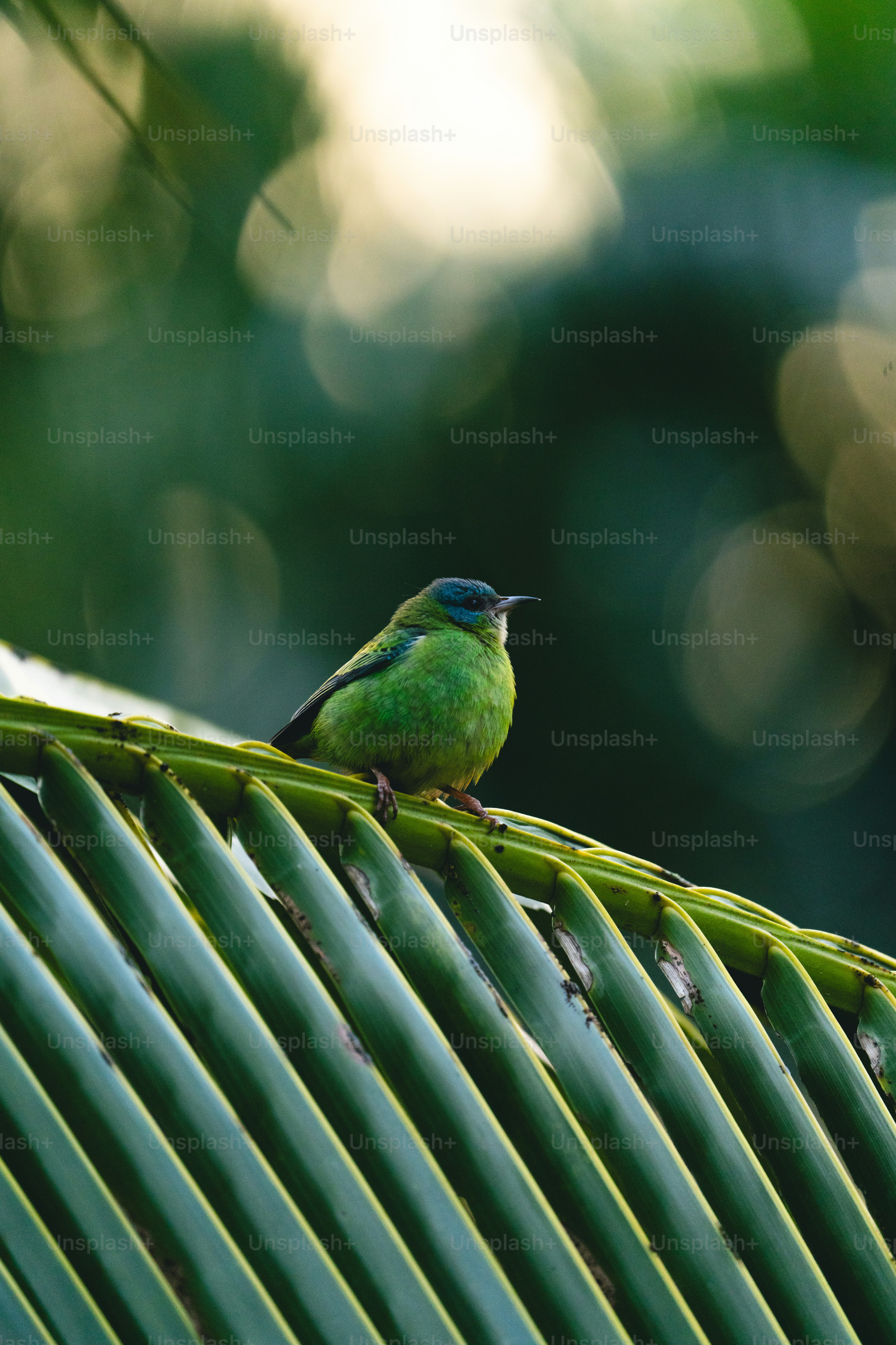 Un pequeño pájaro verde posado en una hoja de palmera