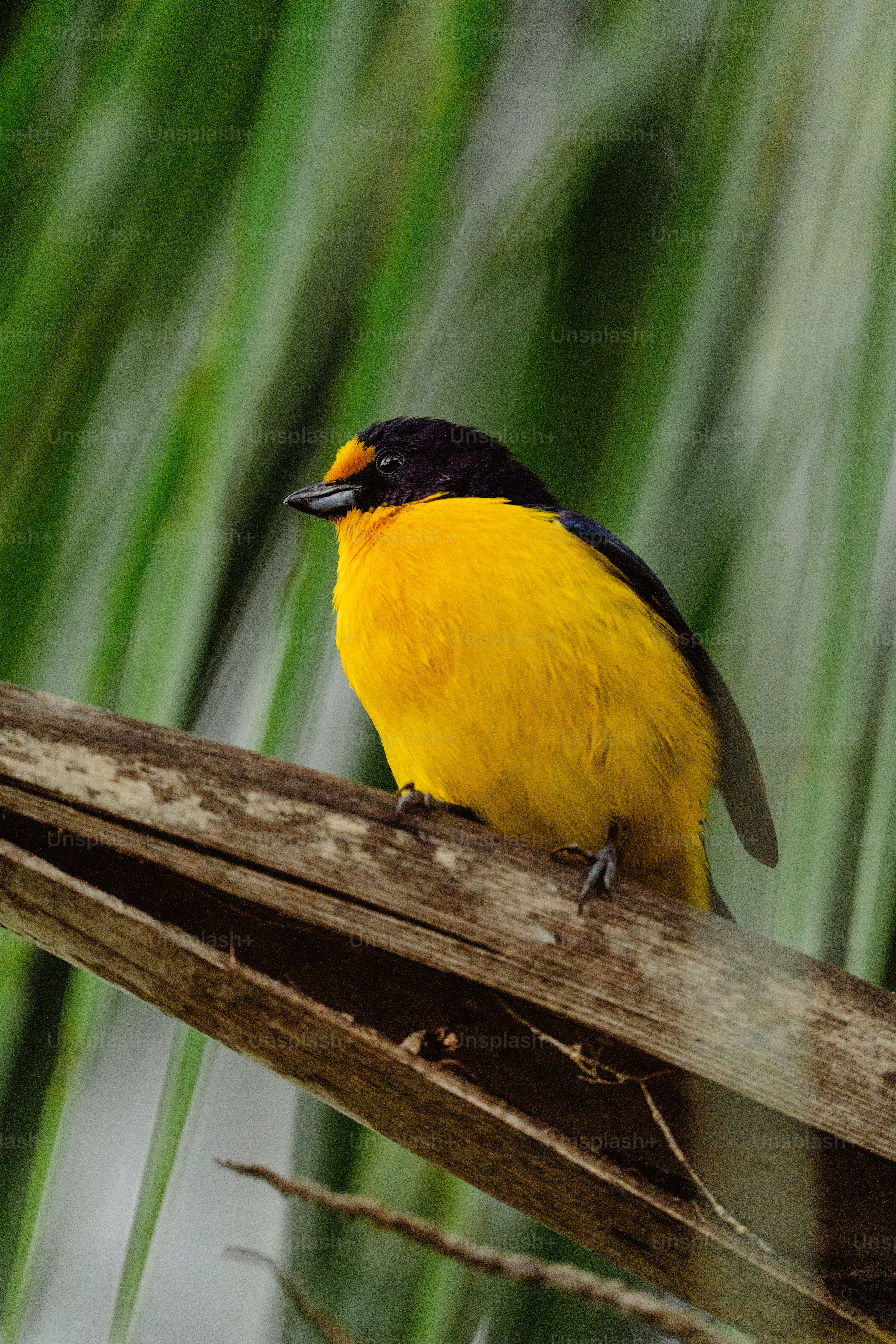 Un pájaro amarillo y negro sentado en una rama