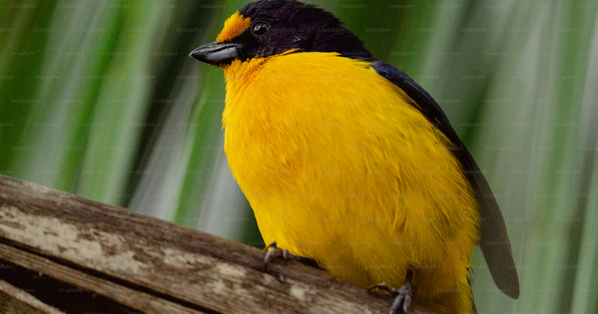 Um pássaro amarelo e preto sentado em um galho foto – Imagem sobre ...
