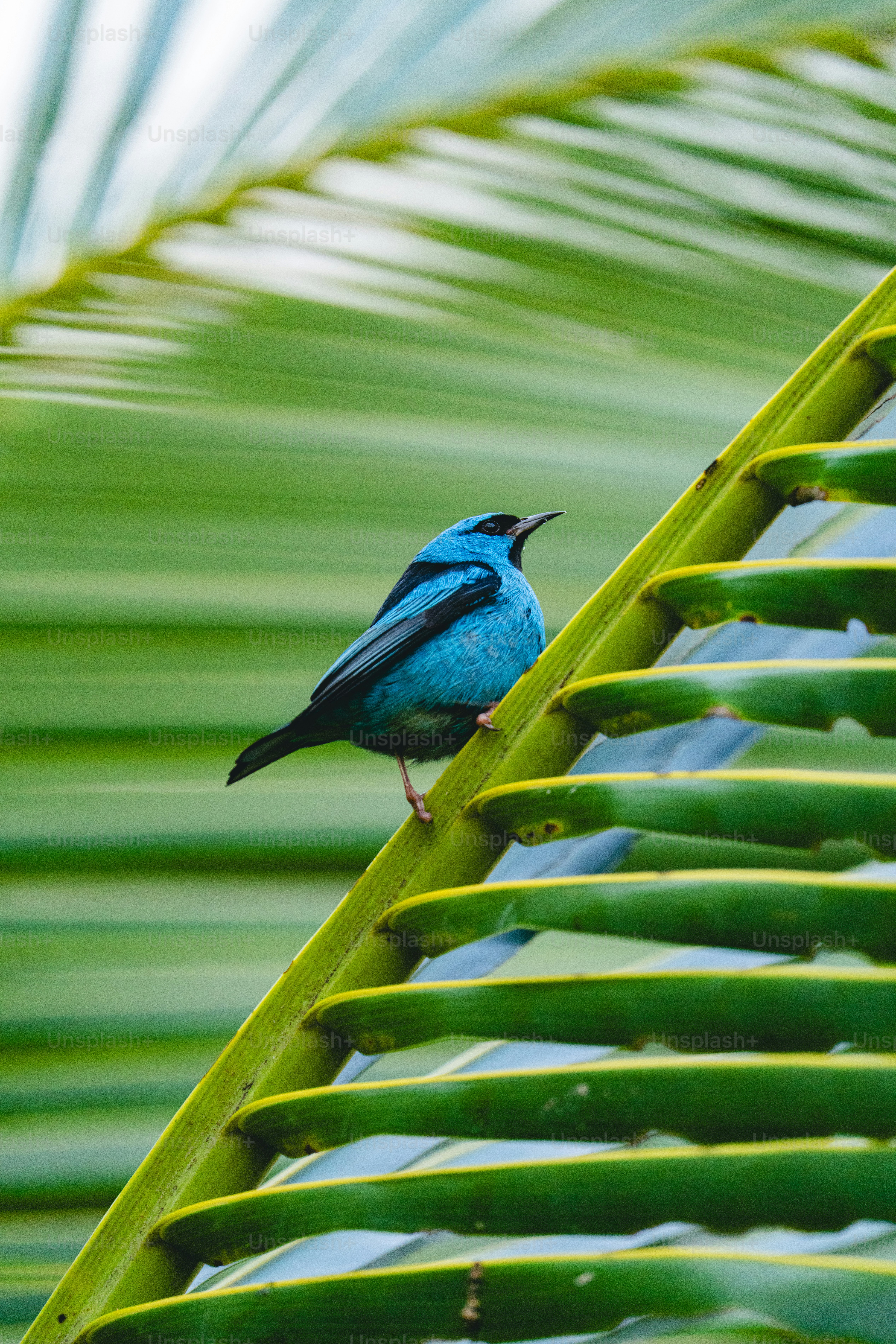 Un pequeño pájaro azul posado en una hoja de palmera