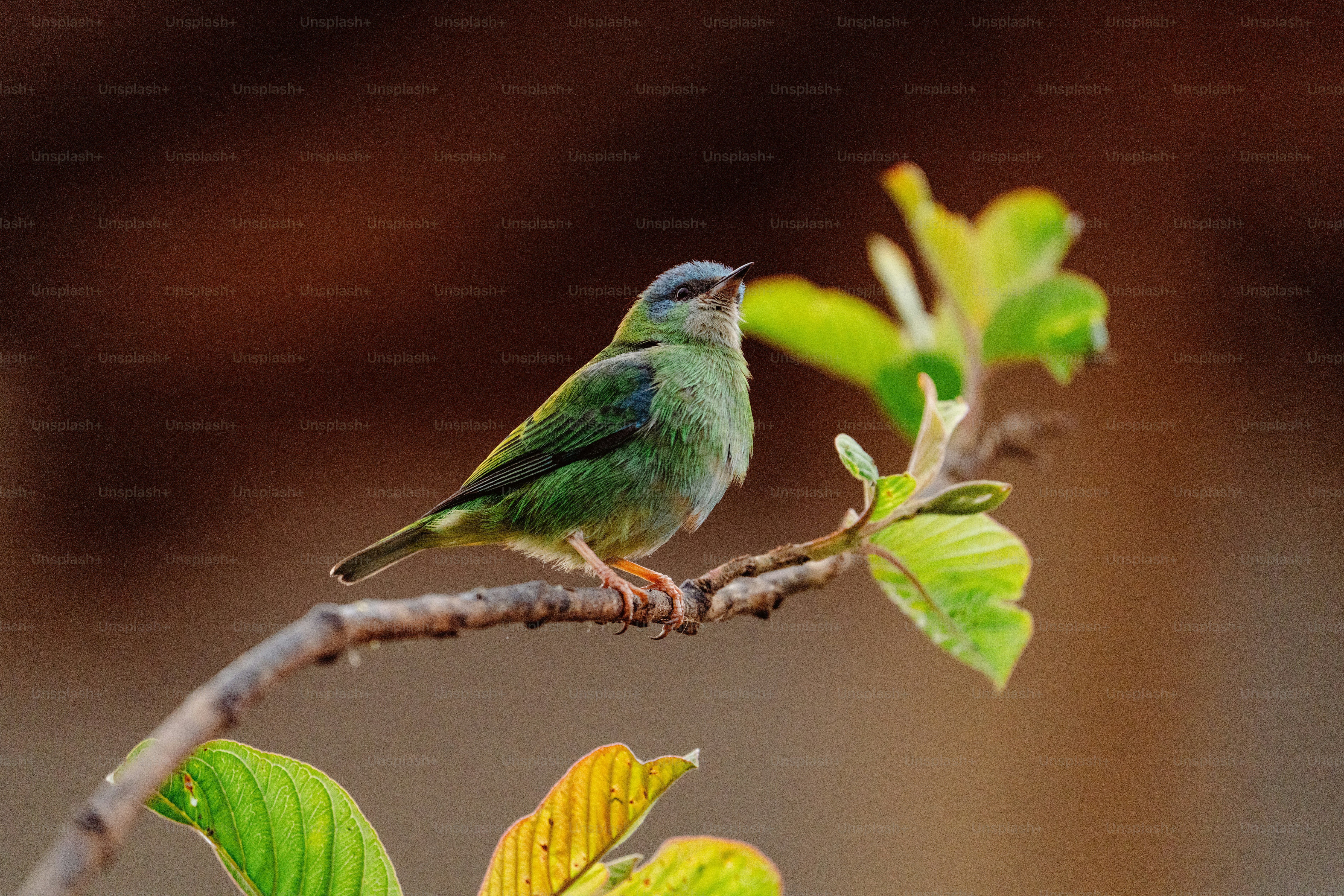 Un pequeño pájaro verde sentado en lo alto de la rama de un árbol