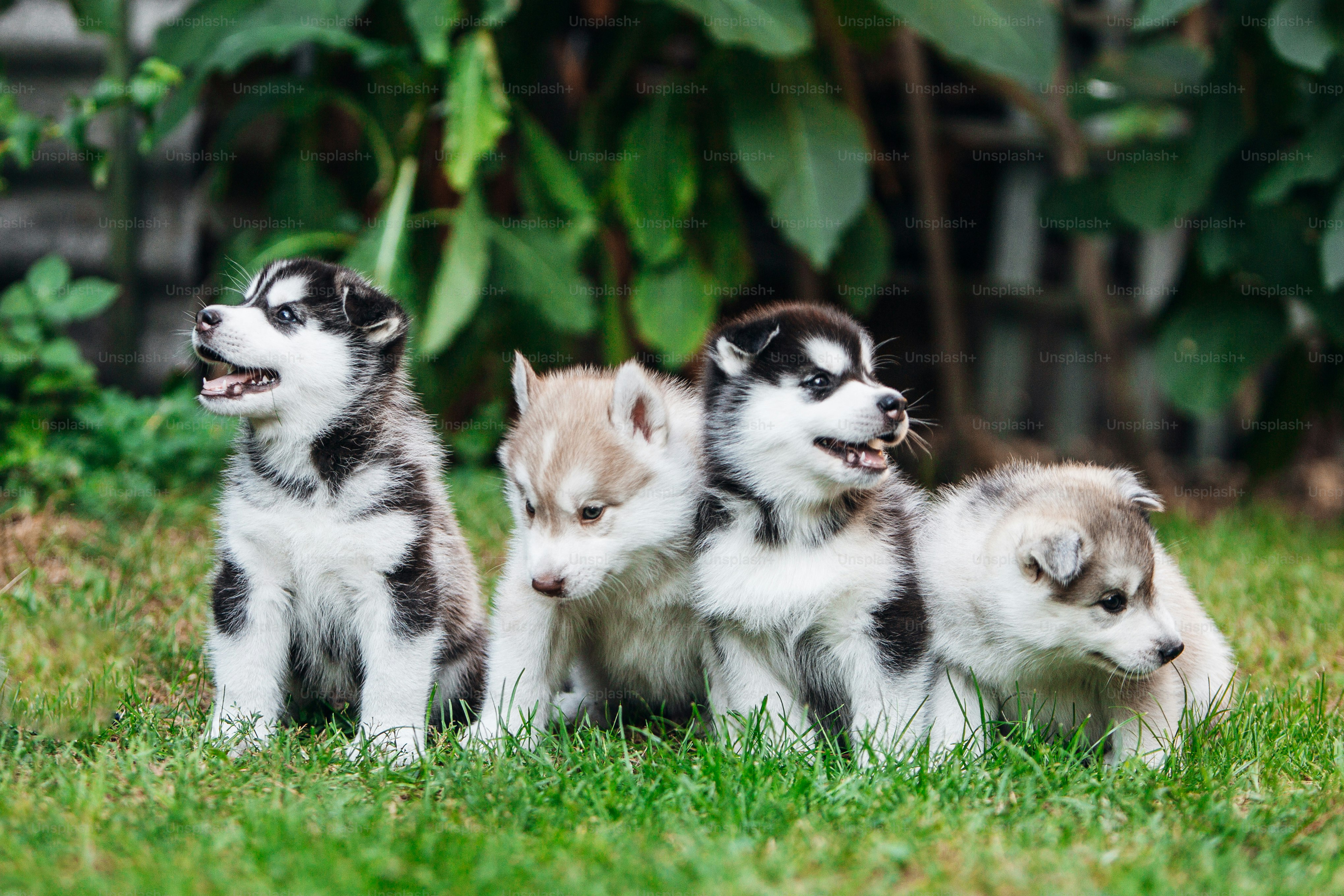 husky dog