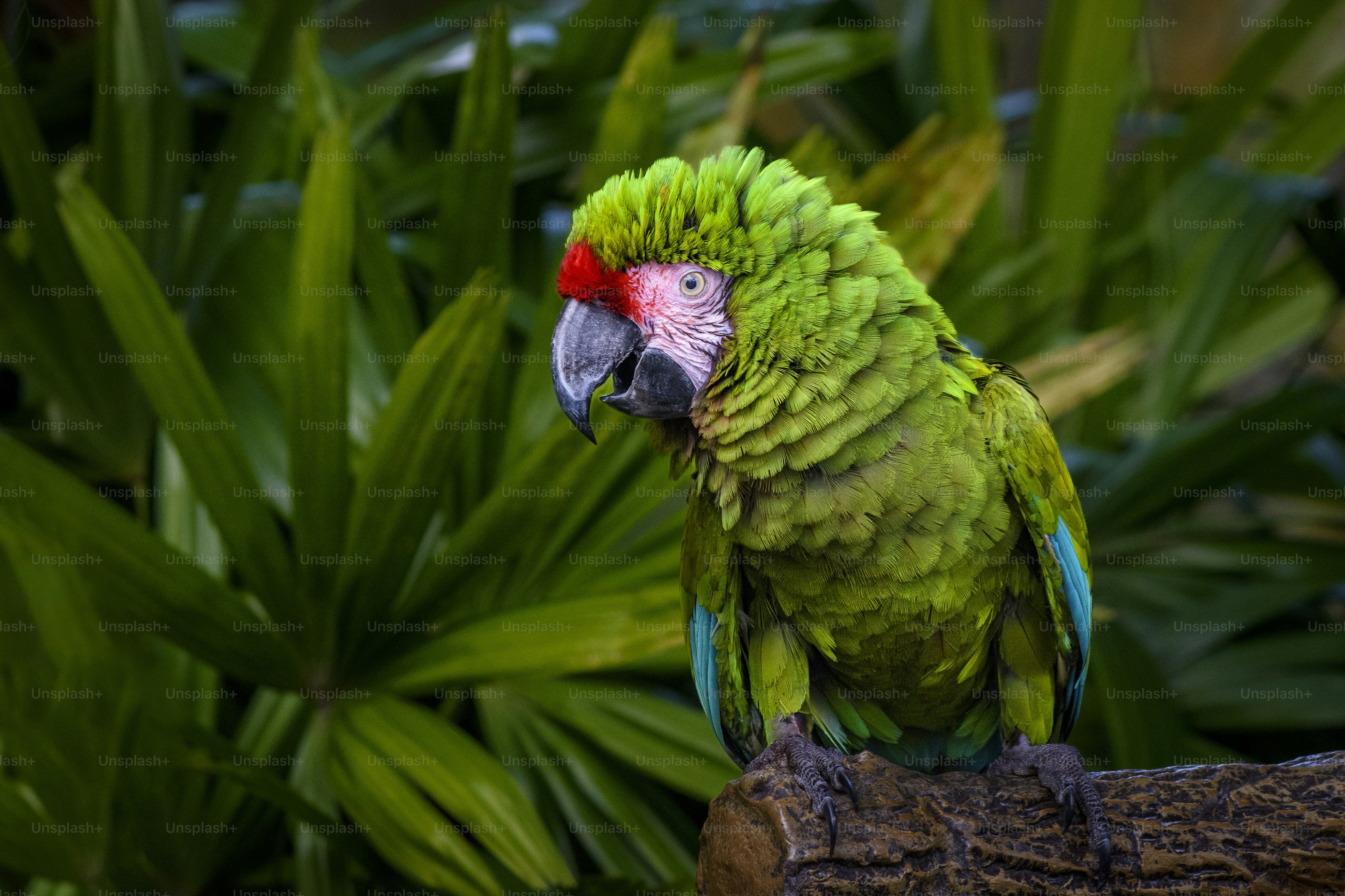 Close-up of macaw parrot (Gold And Blue Macaw)