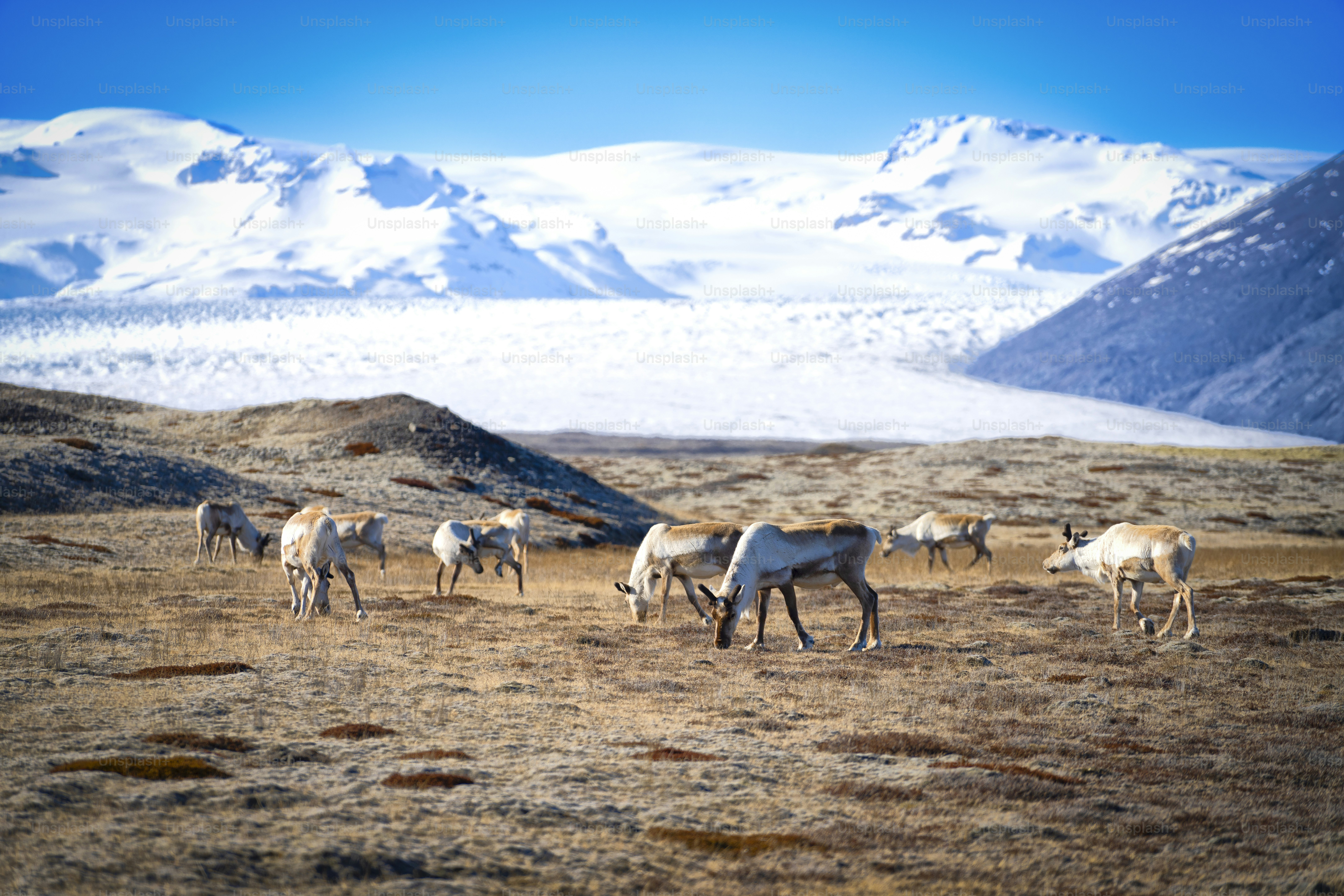 A group of Reindeers eat and relax in The Vatnajökull glacier is the largest glacier in Iceland, and the largest in Europe! Vatnajökull is located in south-eastern Iceland