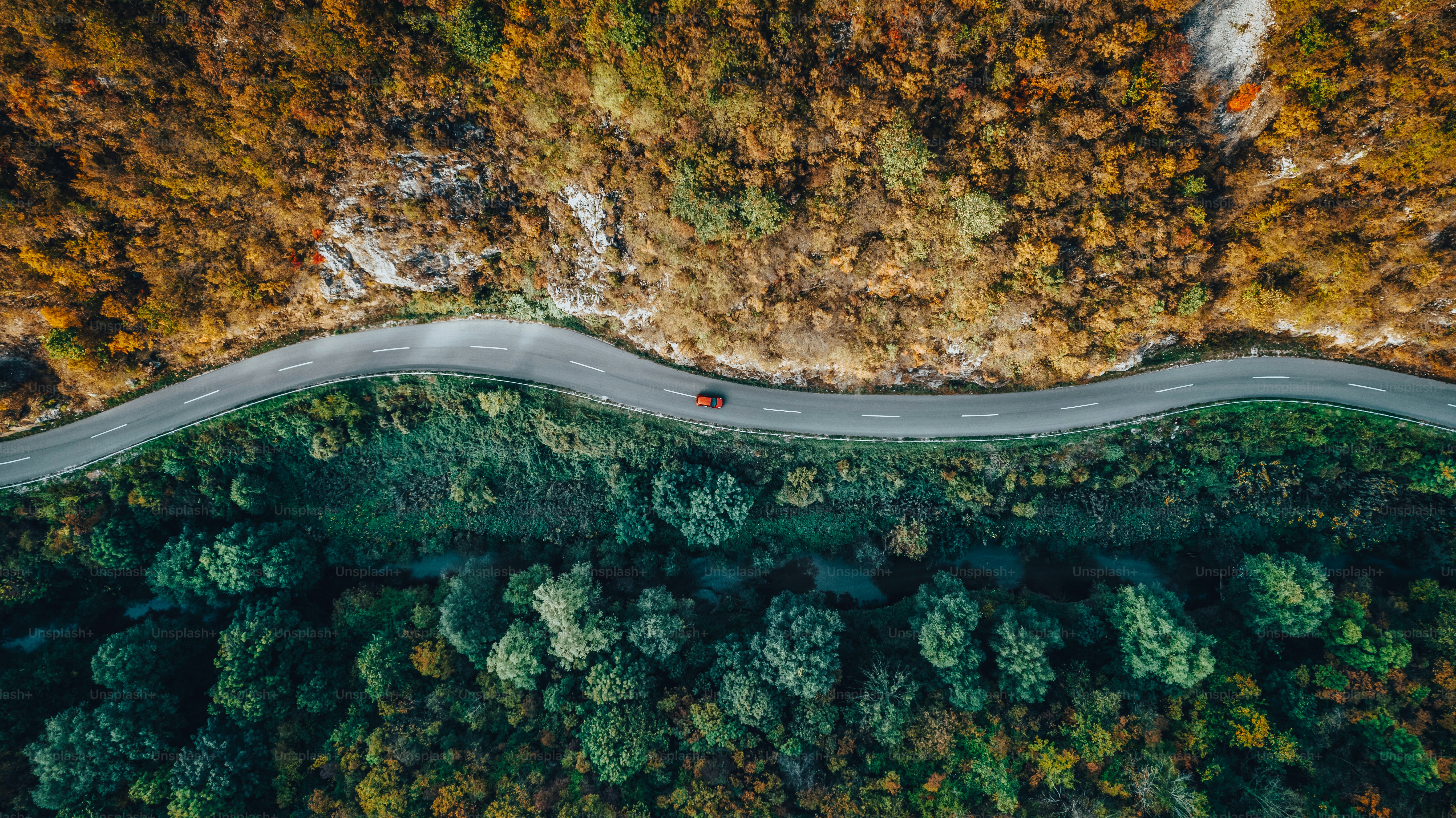 High angle view of a road through an autumn forest