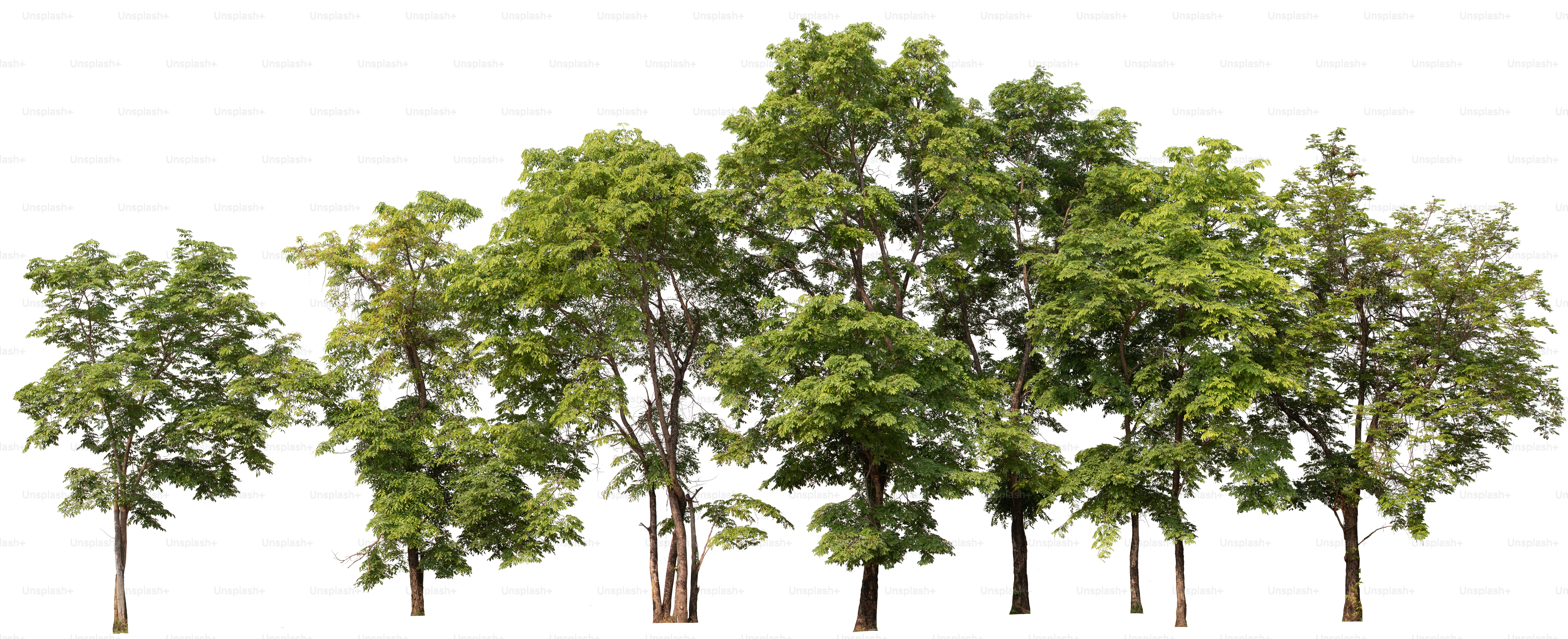 Illustrazione Dell Albero Di Autunno, Albero, Foresta, Natura Immagine PNG  e clipart per il download gratuito, image size:3000x1223