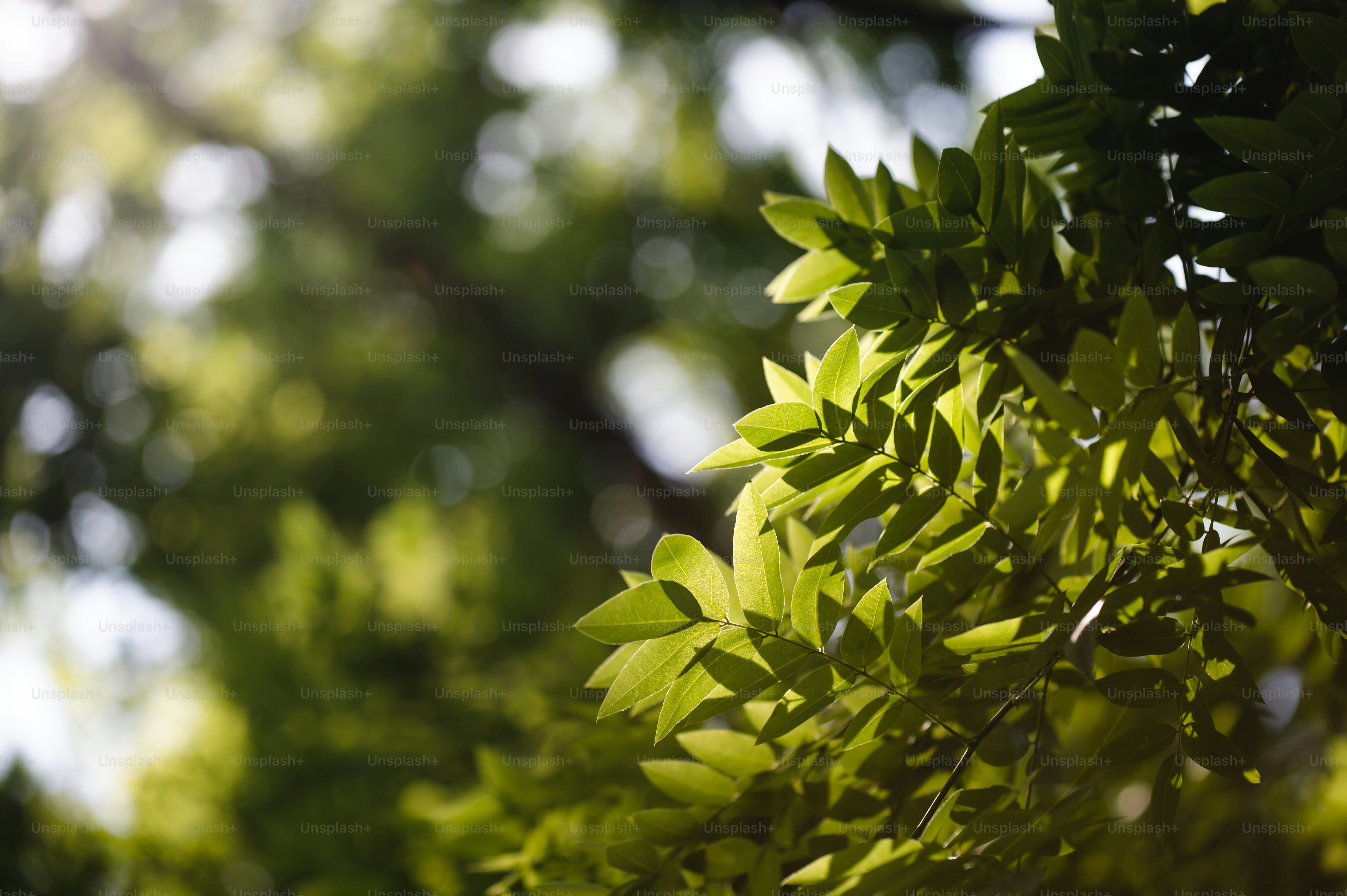 Closeup of beech leaves in springtime