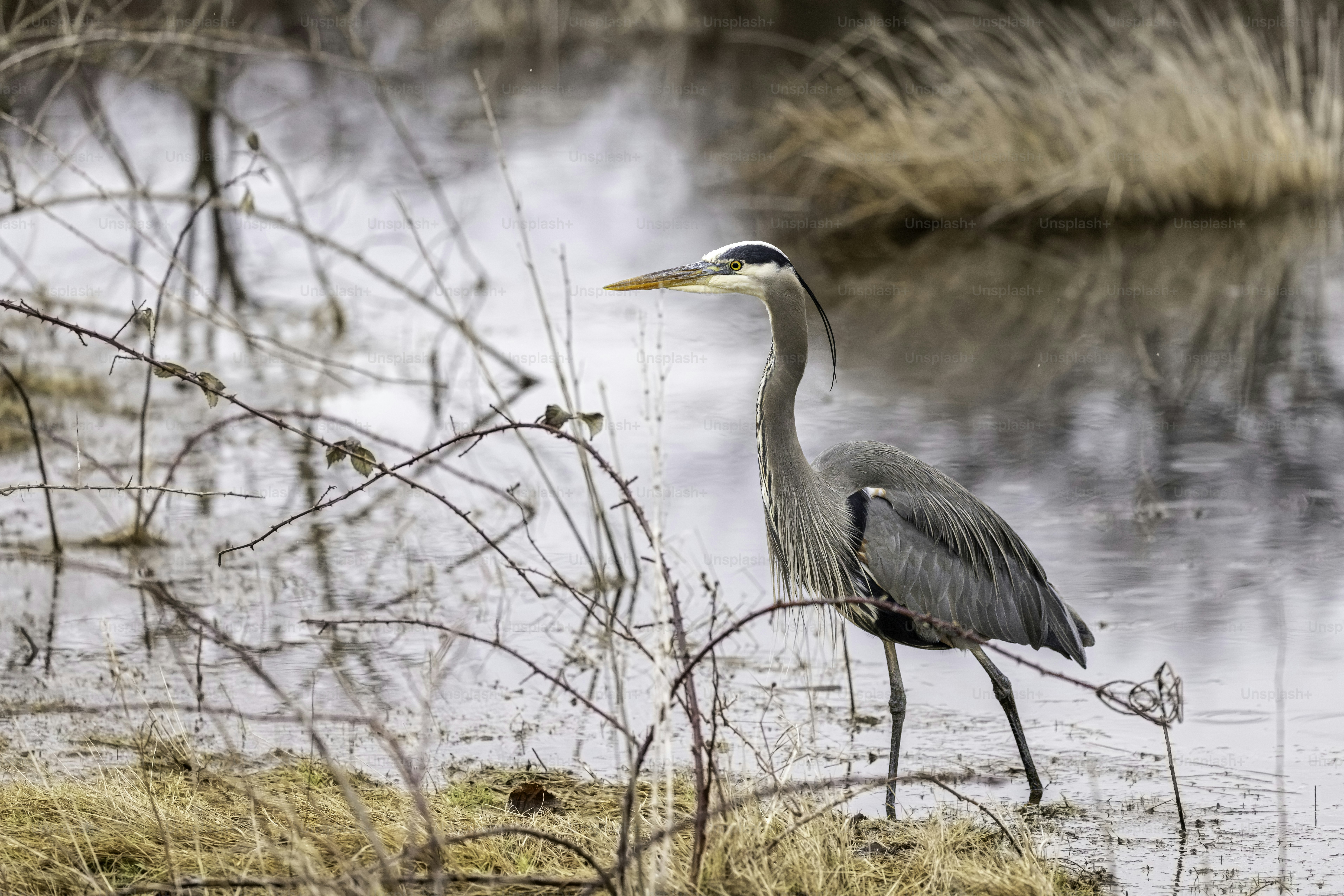 Great Blue Heron hunting for food in a  marsh. Delta, British Columbia, Canada.