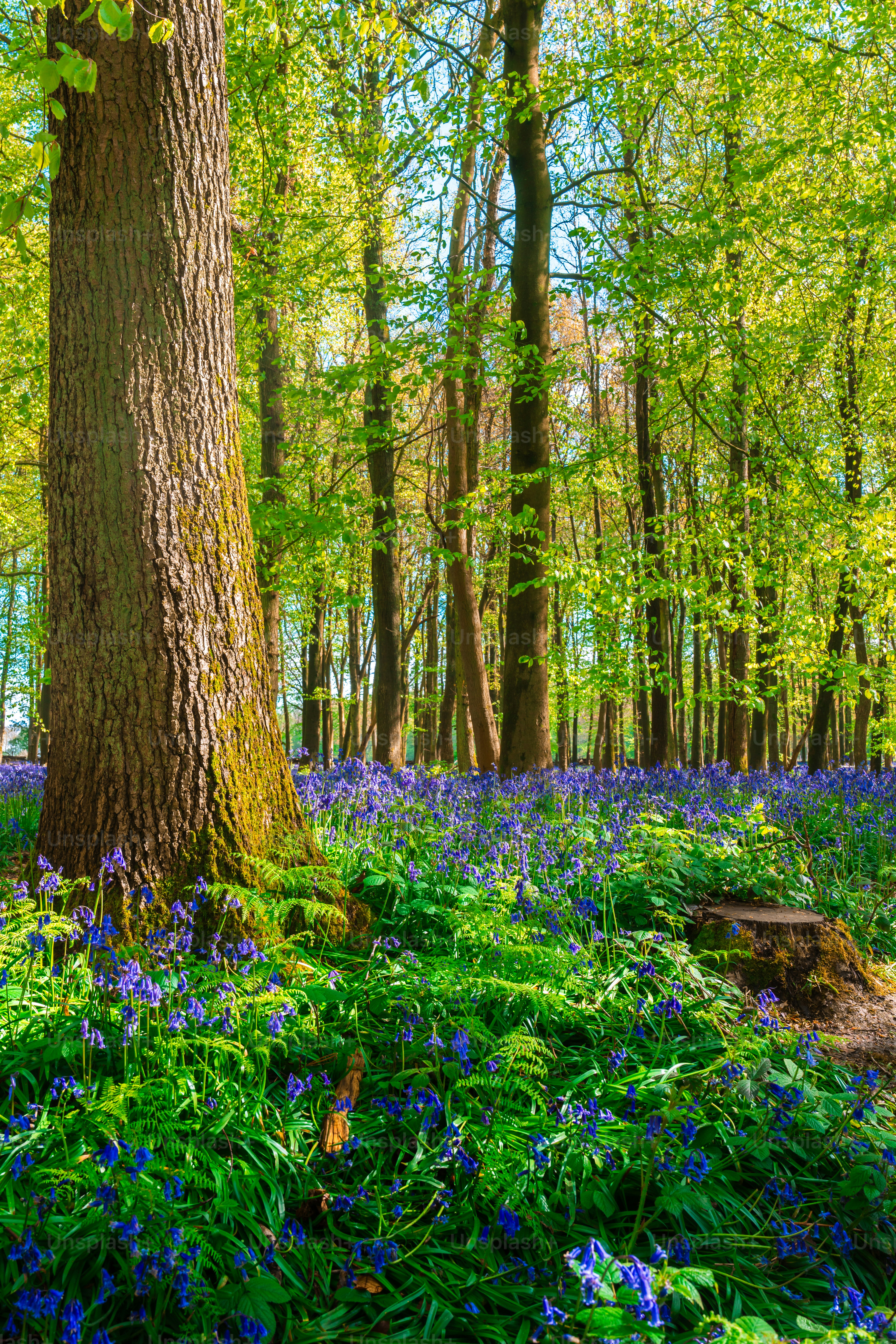 Buebell Wood (Hyacinthoides non-scripta) in a wood in England