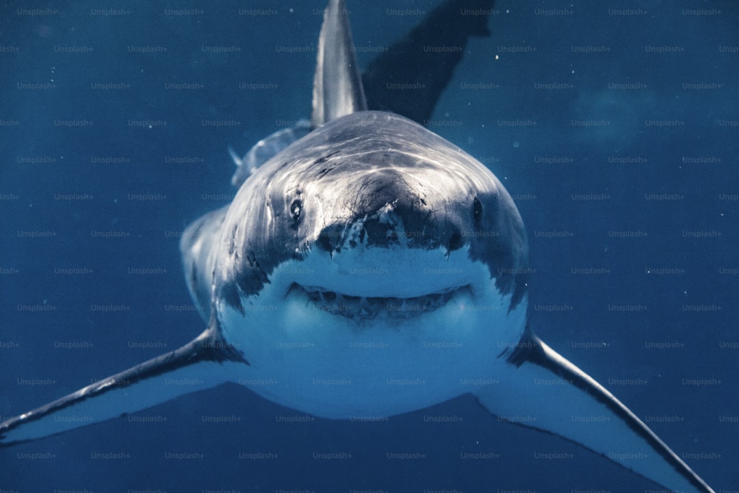 Separating Myth from Reality: The Real Reasons Sharks Attack Humans — What You Should Know About Shark
