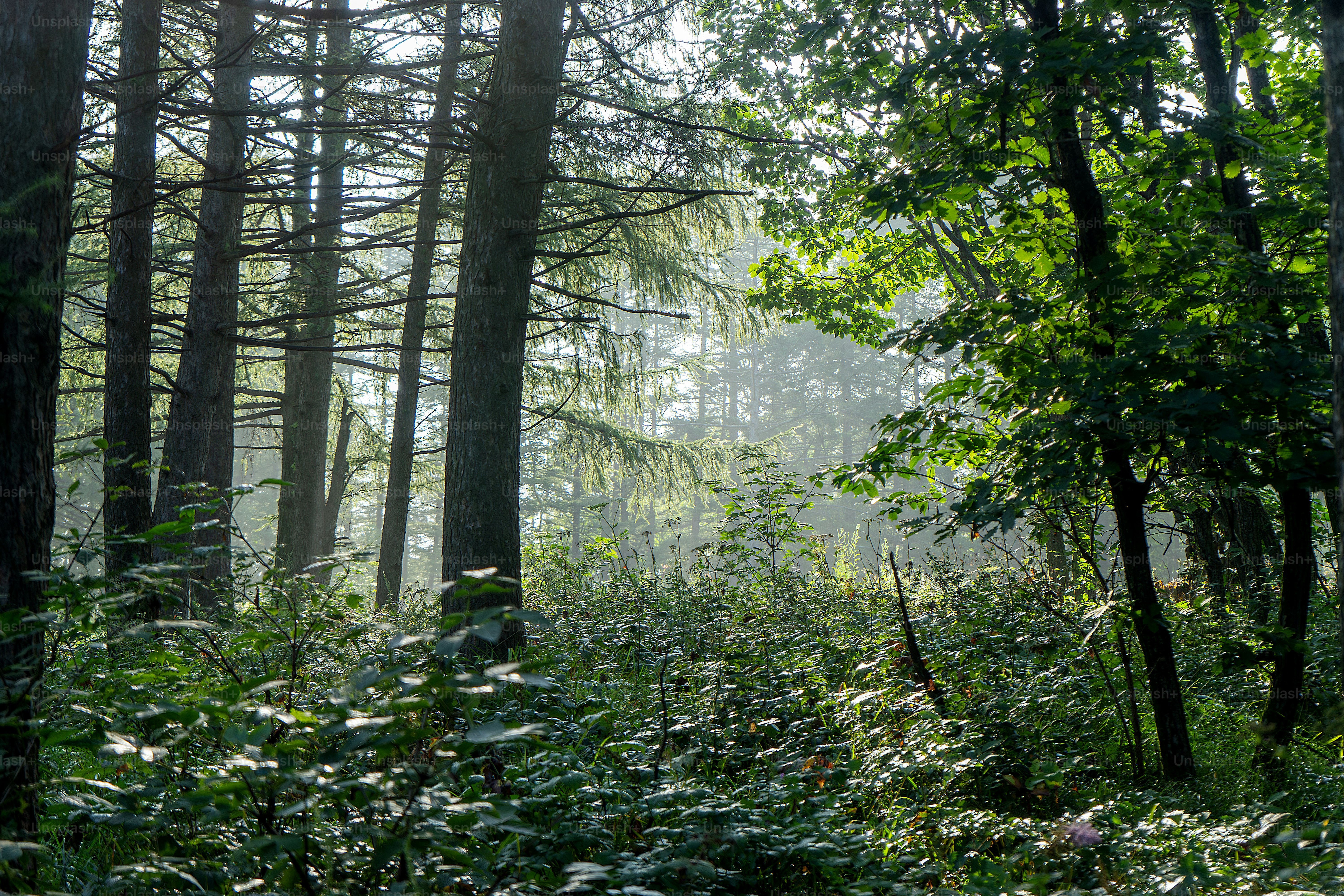 path in the forest