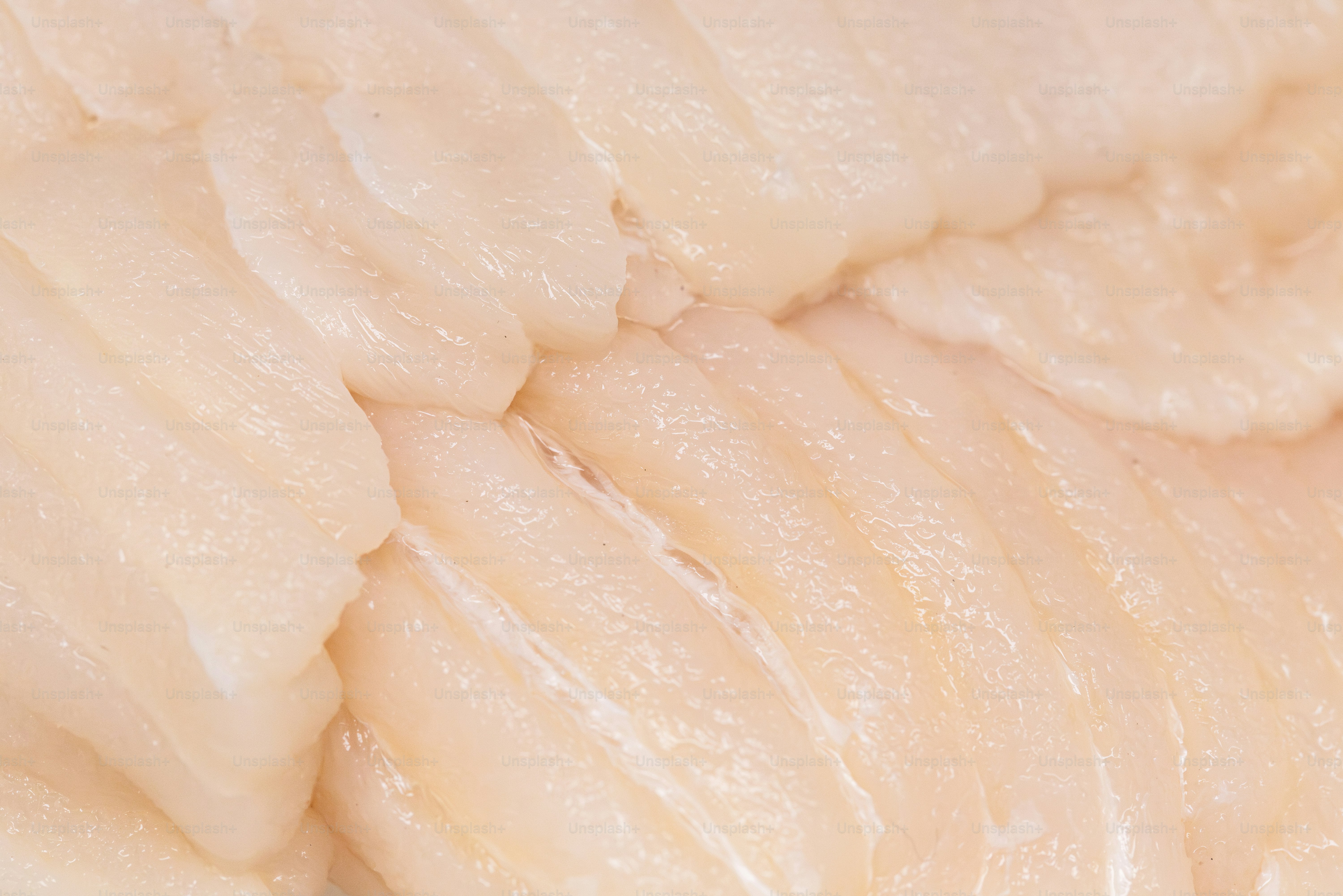 Un gros plan d’un morceau de poisson