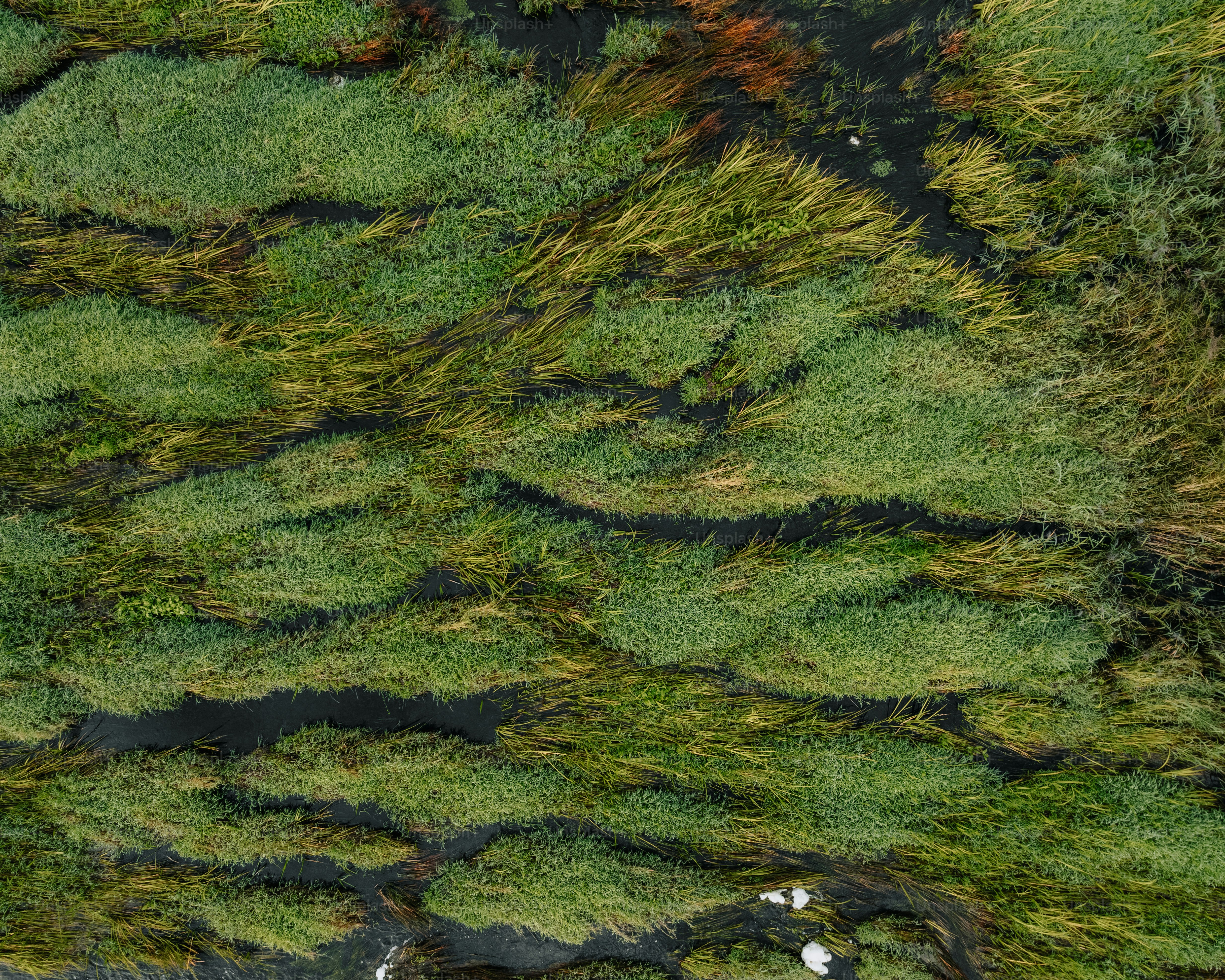 An aerial view of a patch of grass