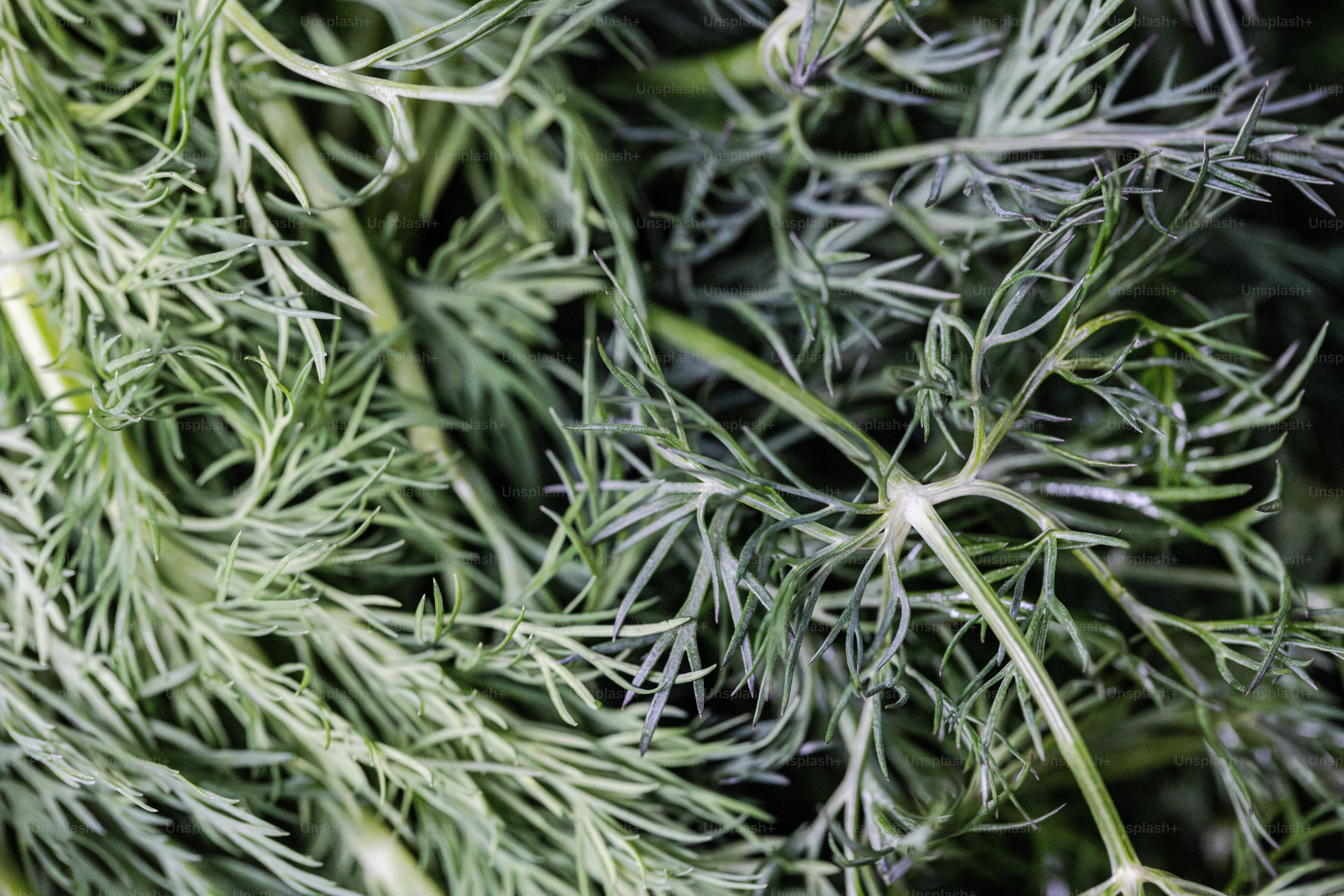 Un primer plano de un manojo de plantas verdes