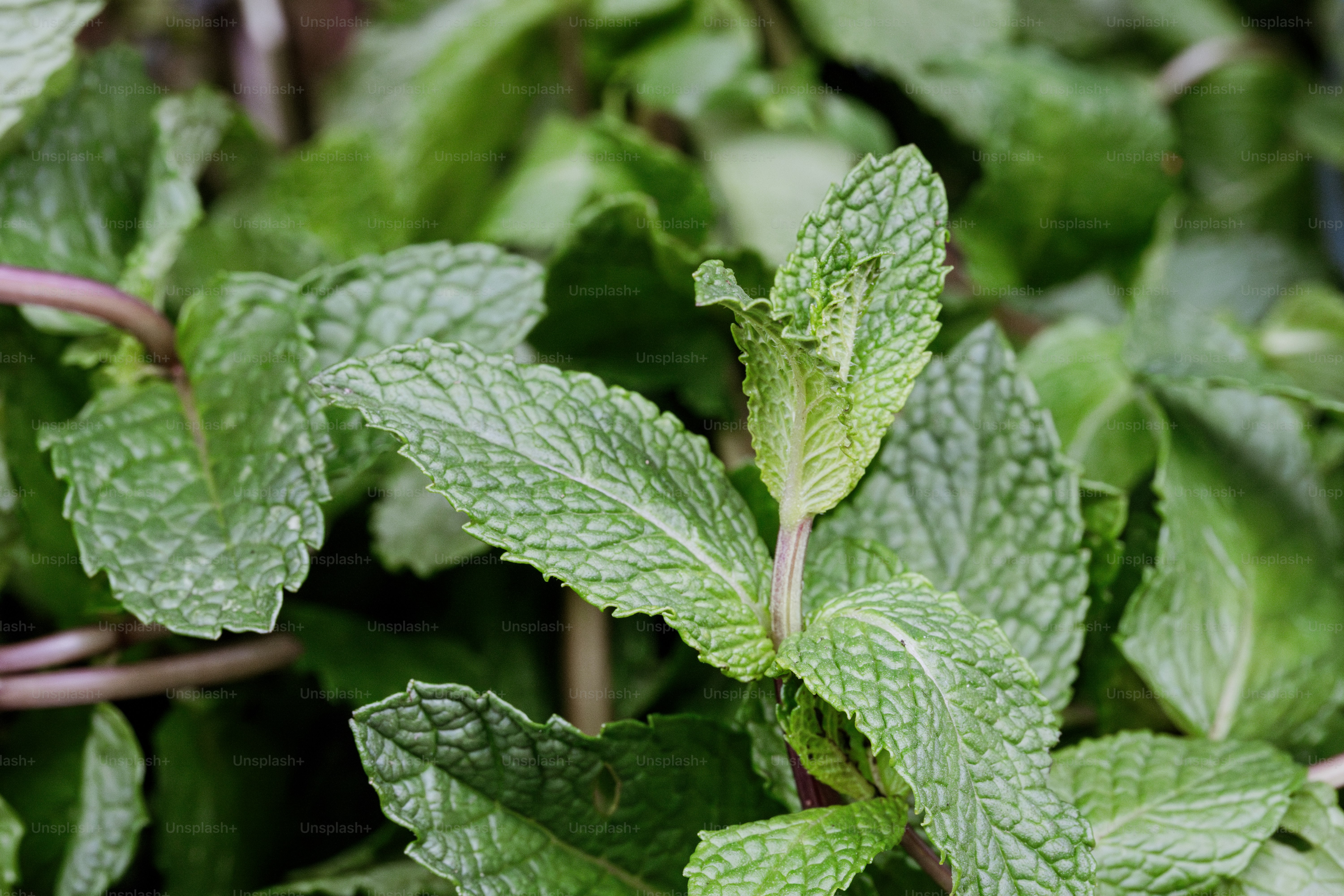 فوائد النعناع للنساء 