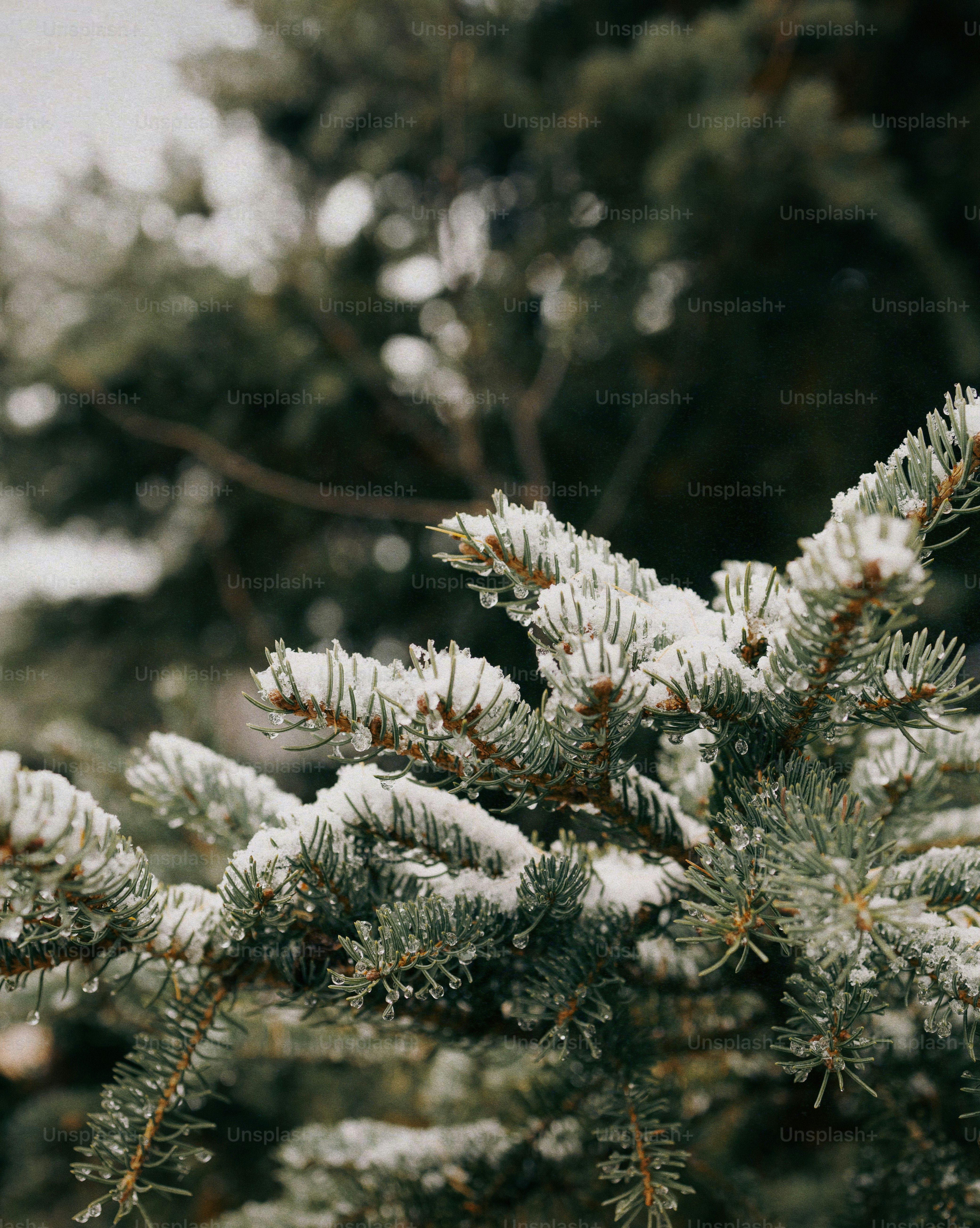 Um close-up de um pinheiro com neve nele