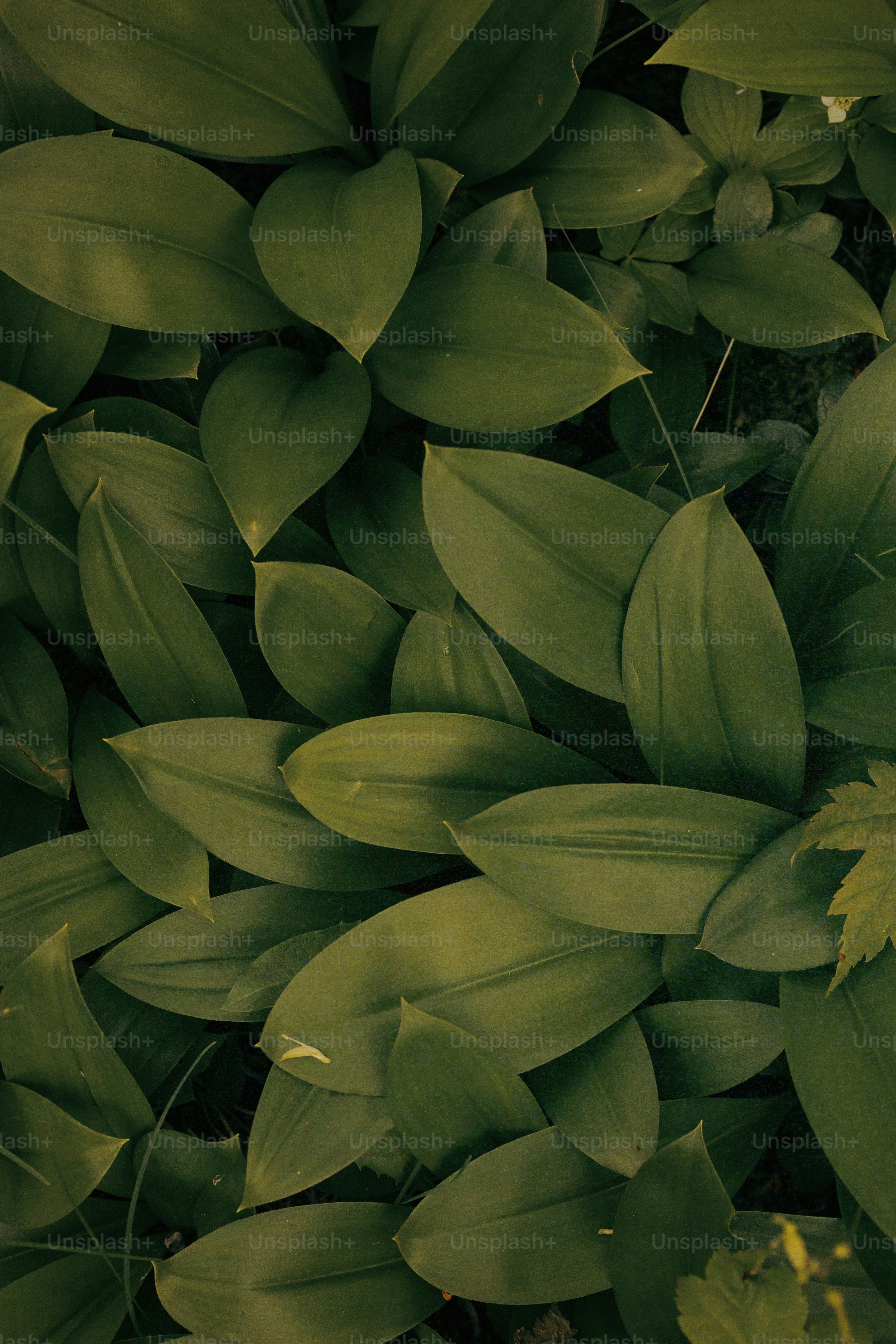 Un primer plano de un manojo de hojas verdes