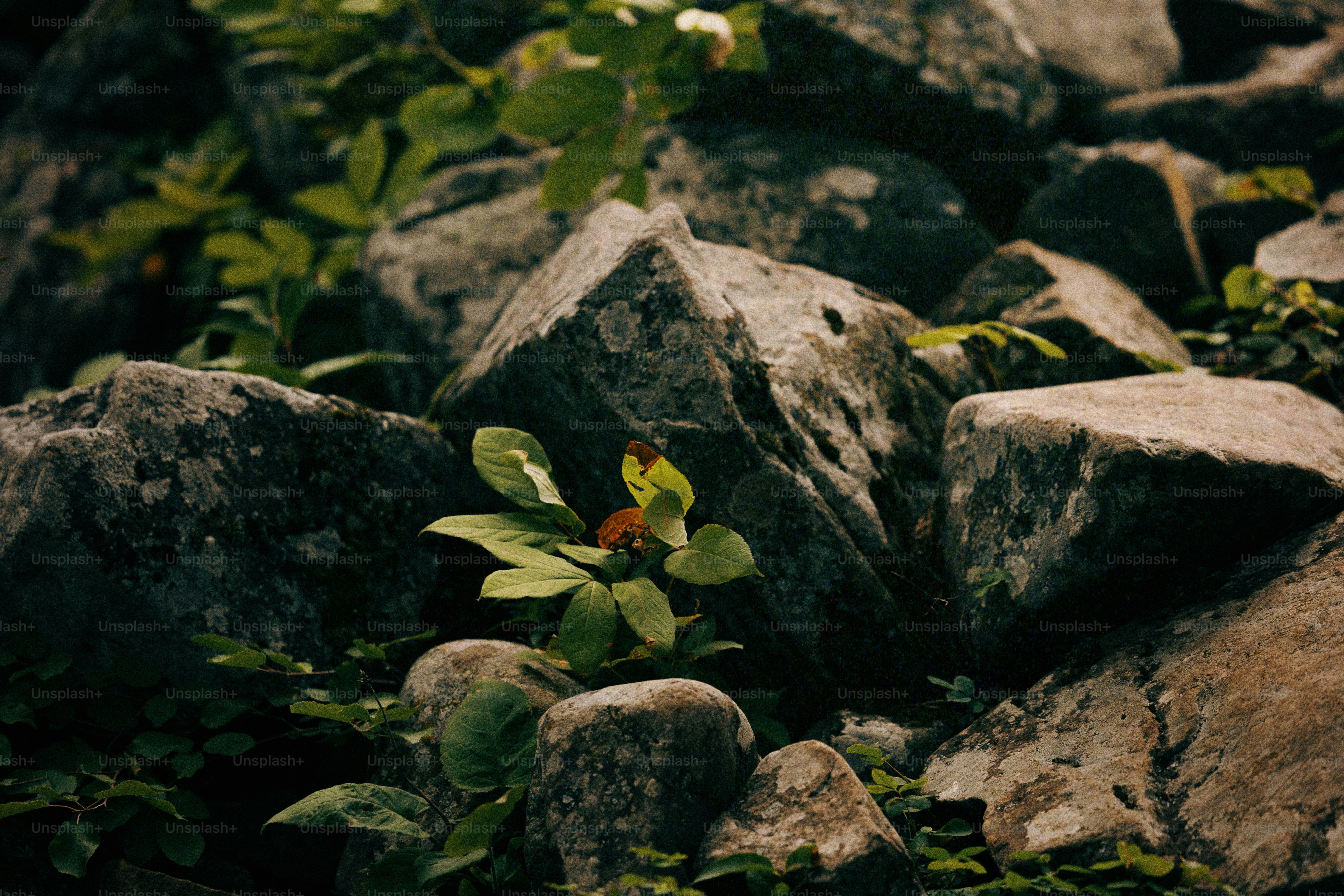A bunch of rocks with a plant growing out of them