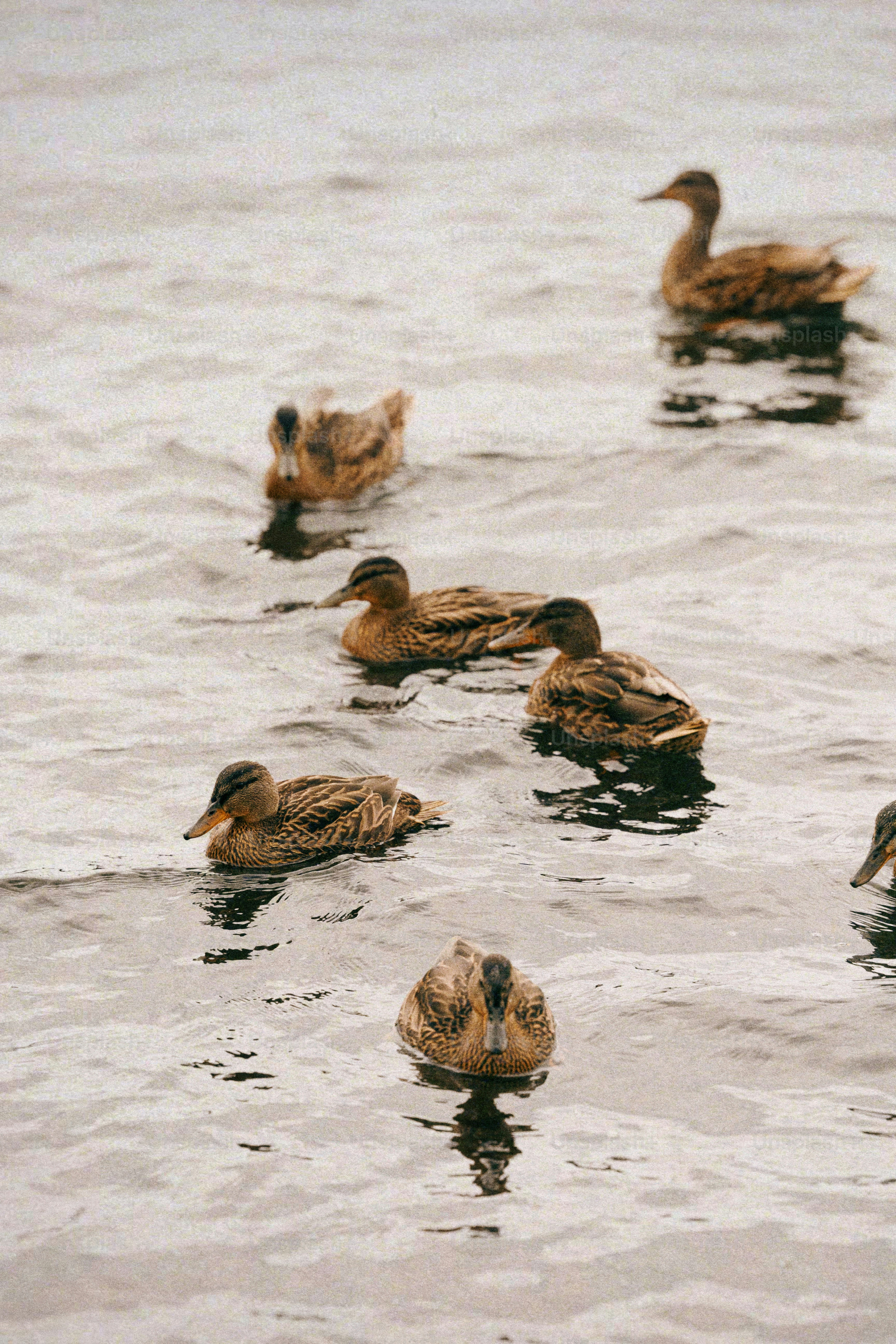 A flock of ducks floating on top of a body of water
