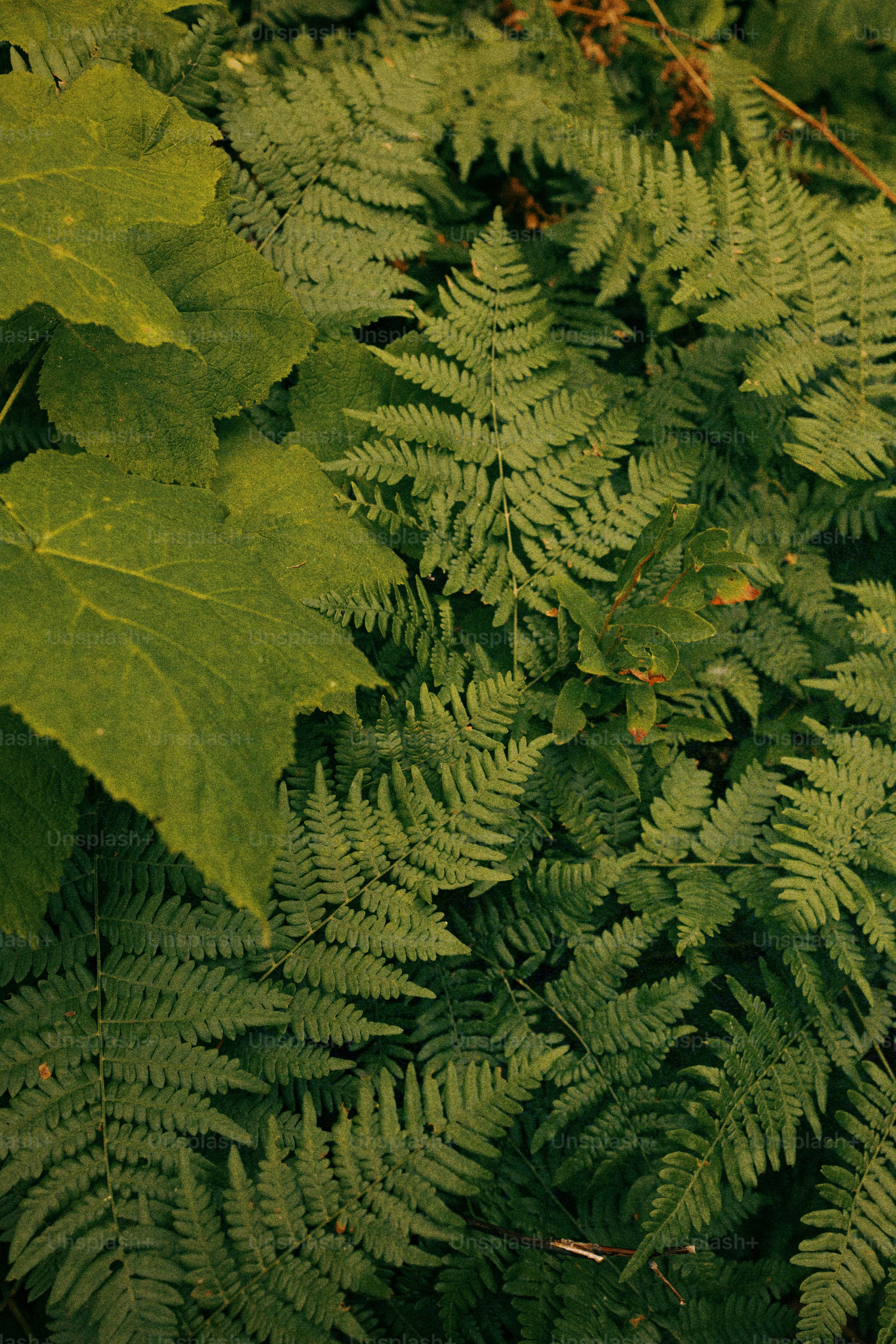 A close up of a green plant with lots of leaves