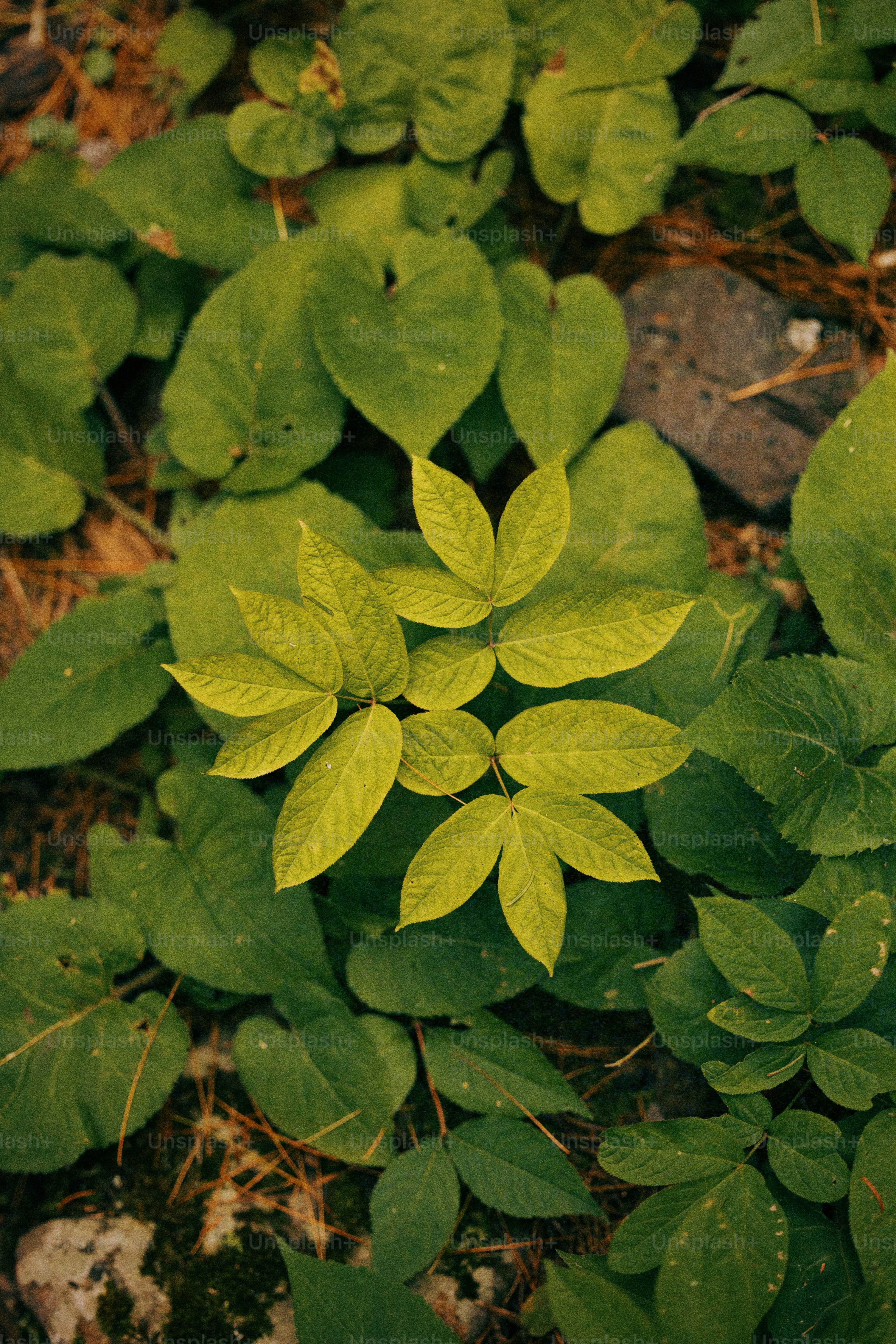A close up of a plant with green leaves