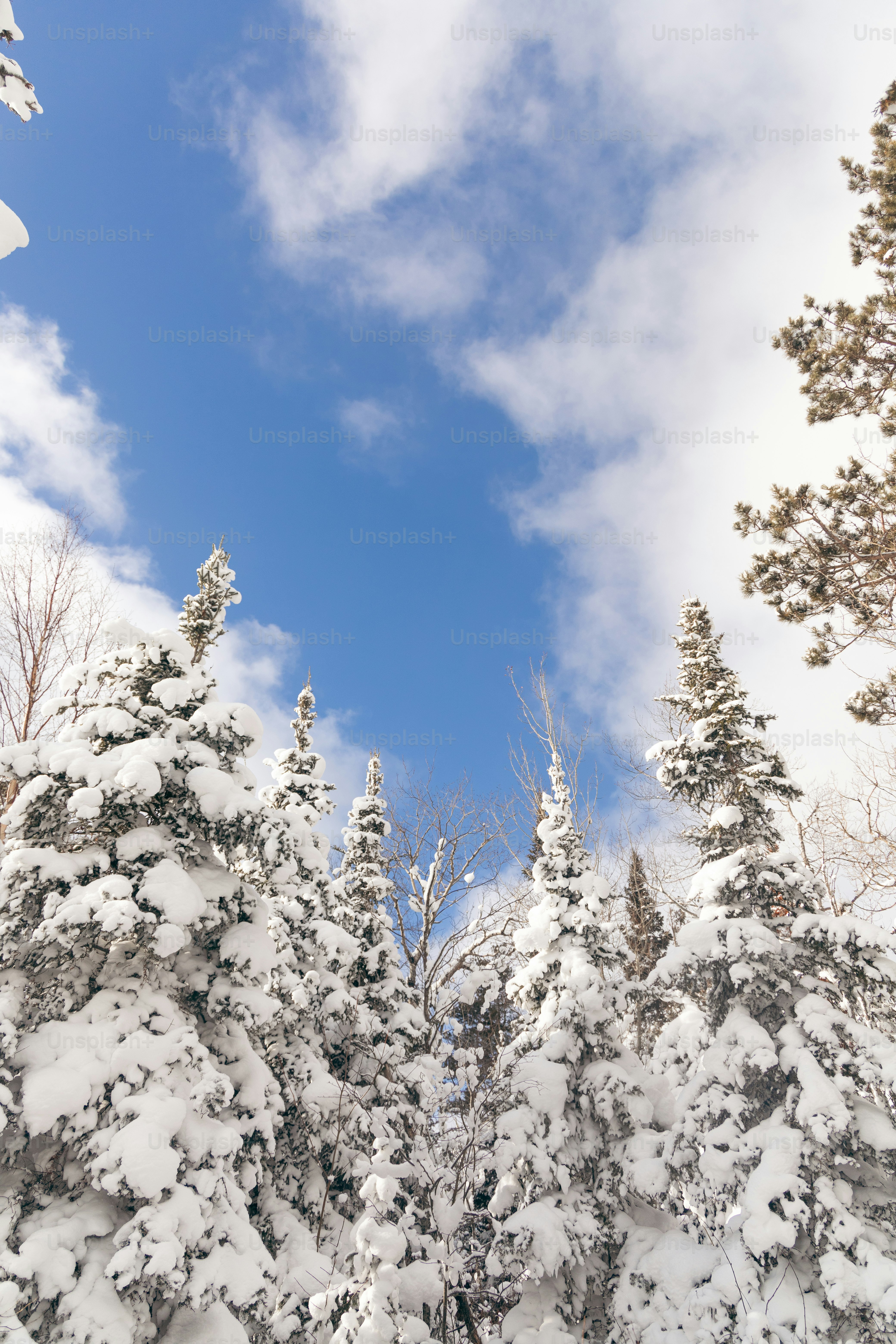 A group of trees covered in snow under a blue sky