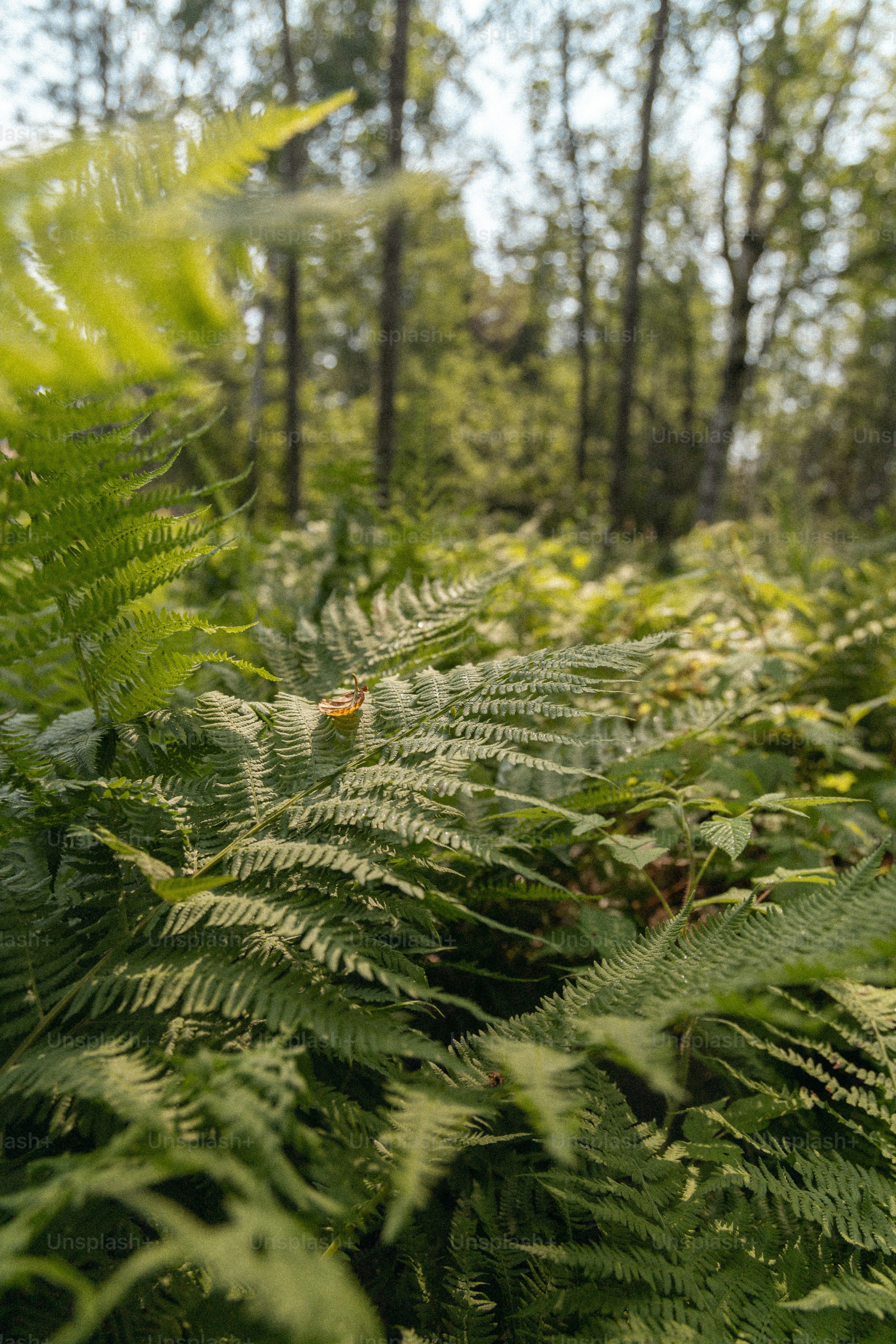 A lush green forest filled with lots of trees