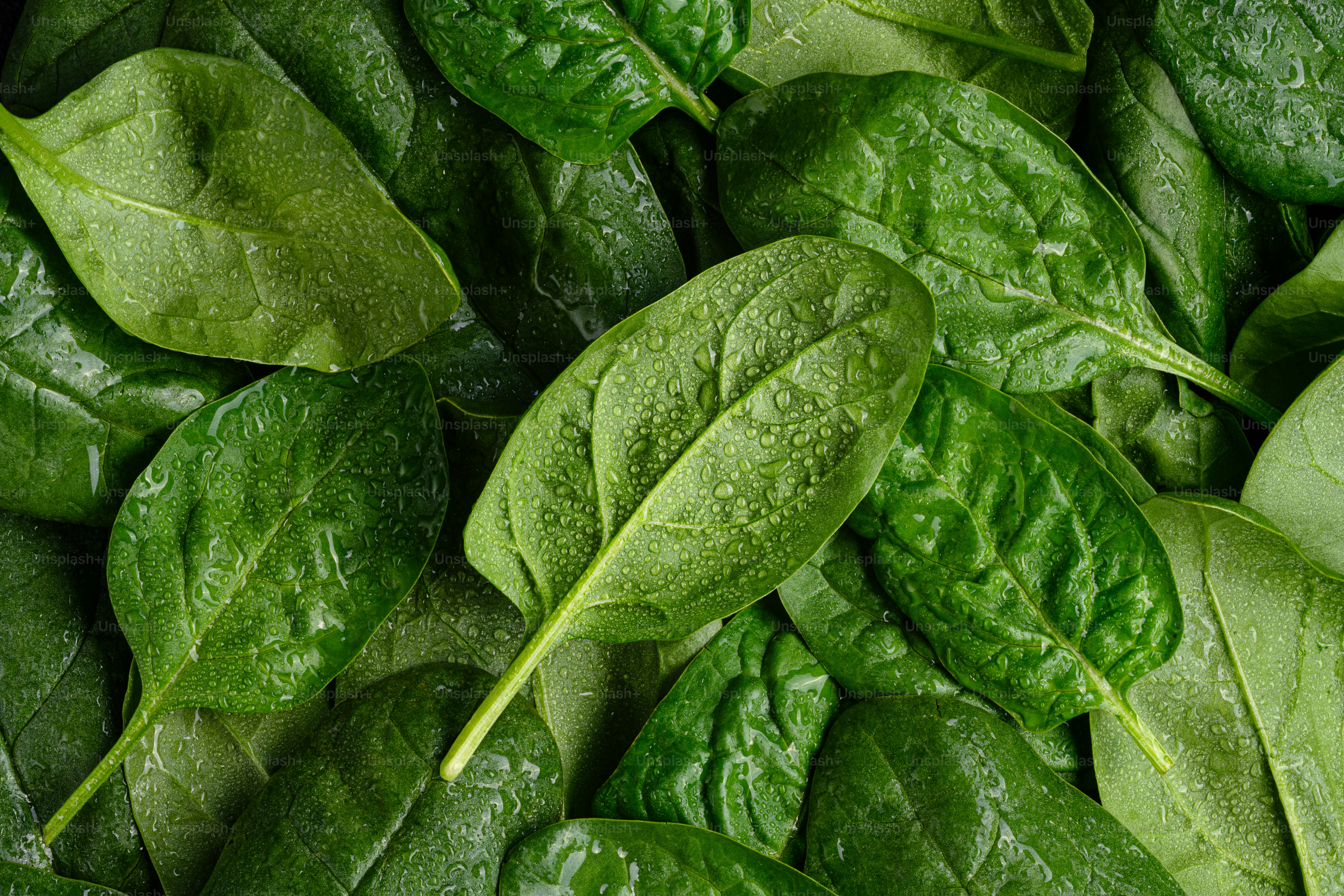 A pile of spinach leaves with drops of water on them