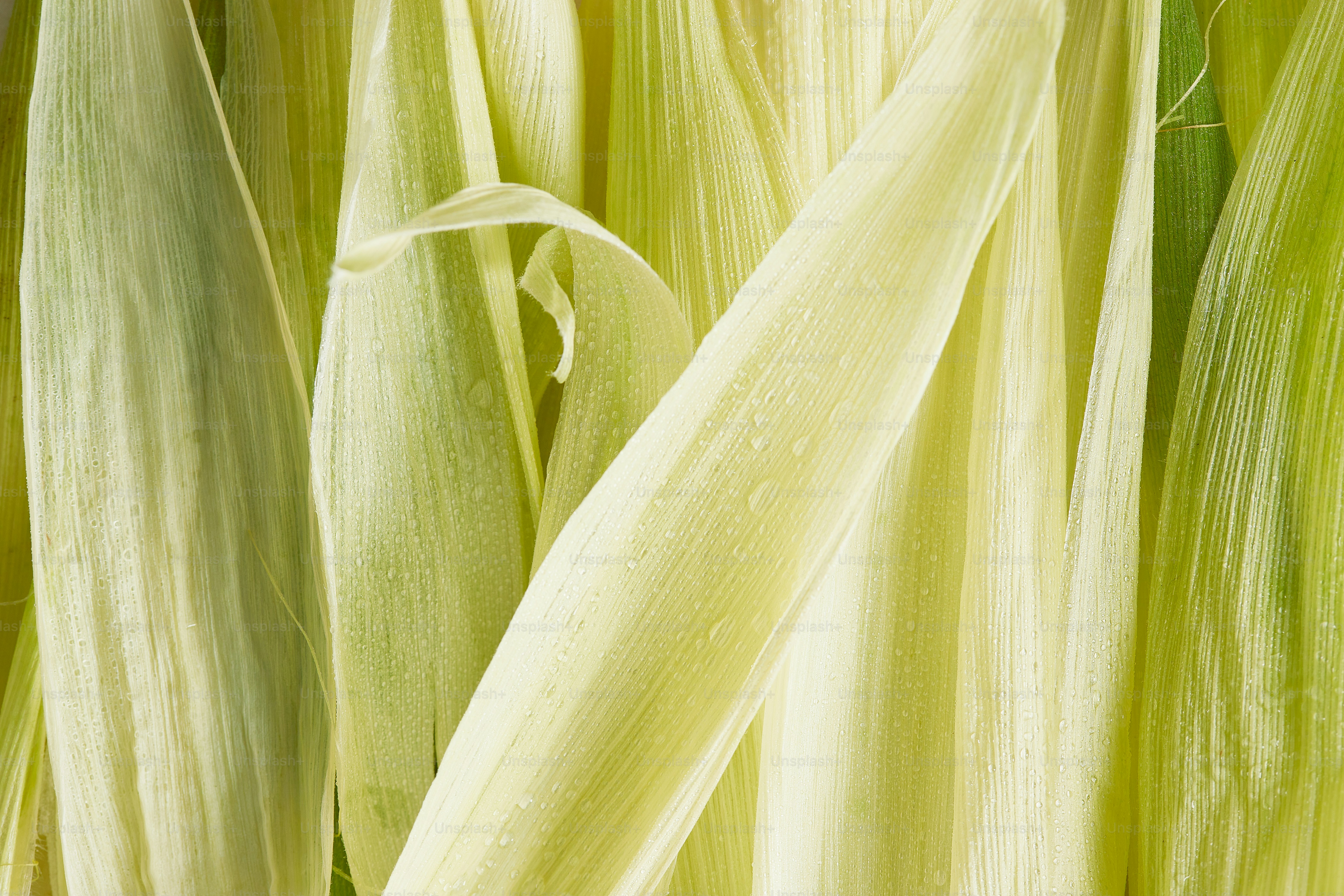 A close up of a bunch of corn
