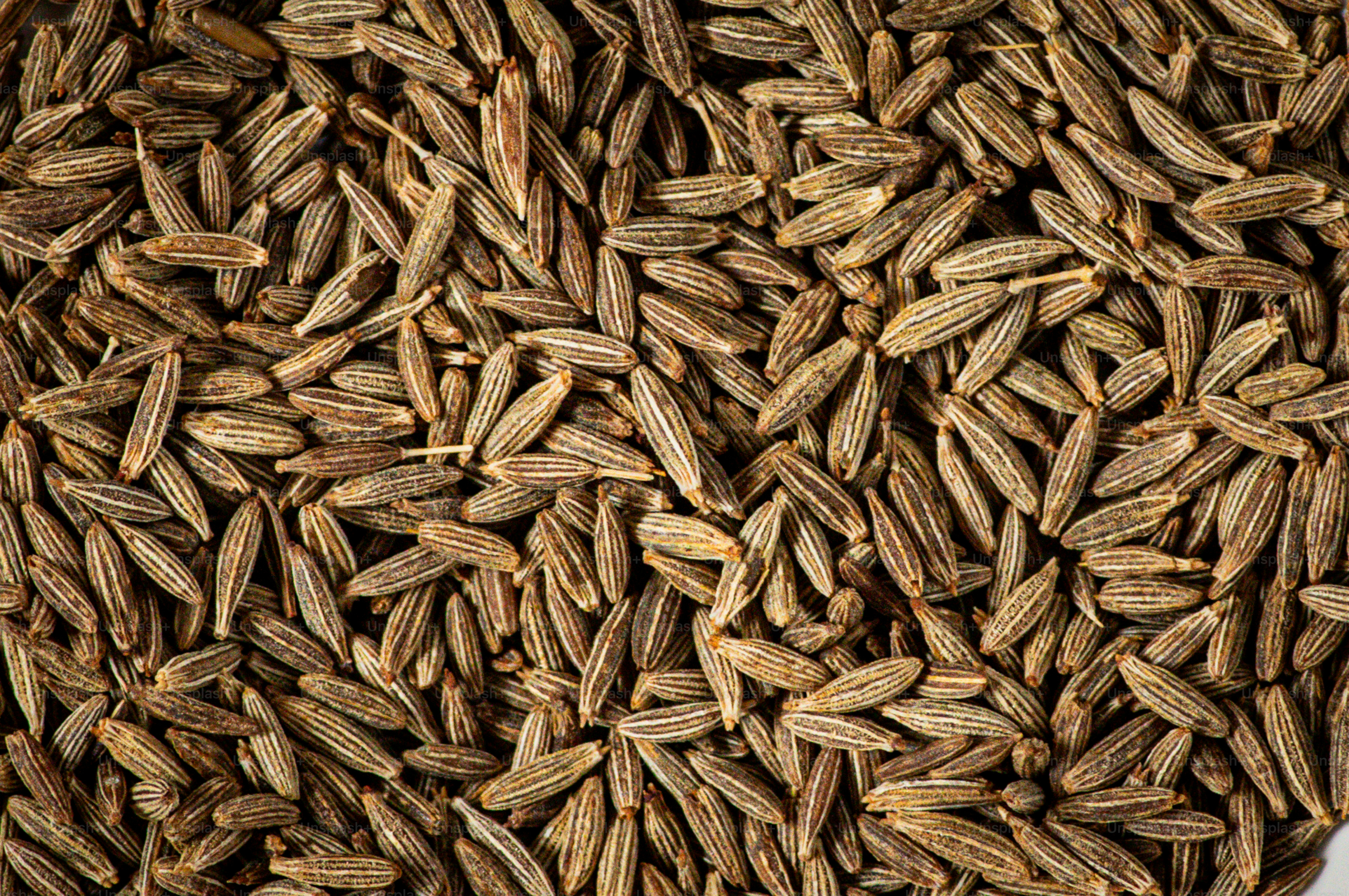 Fennel Seeds