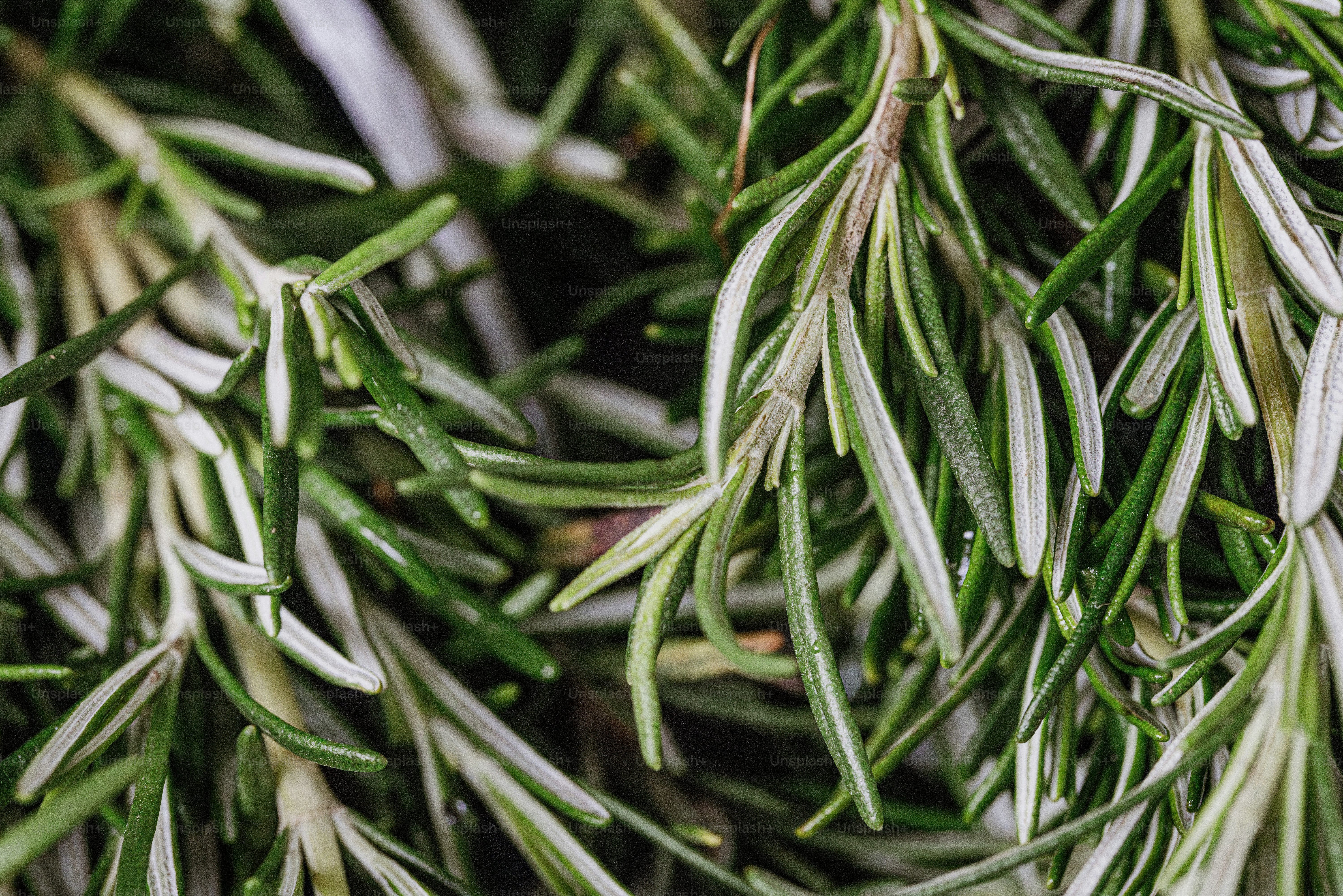 A close up of a bunch of green leaves