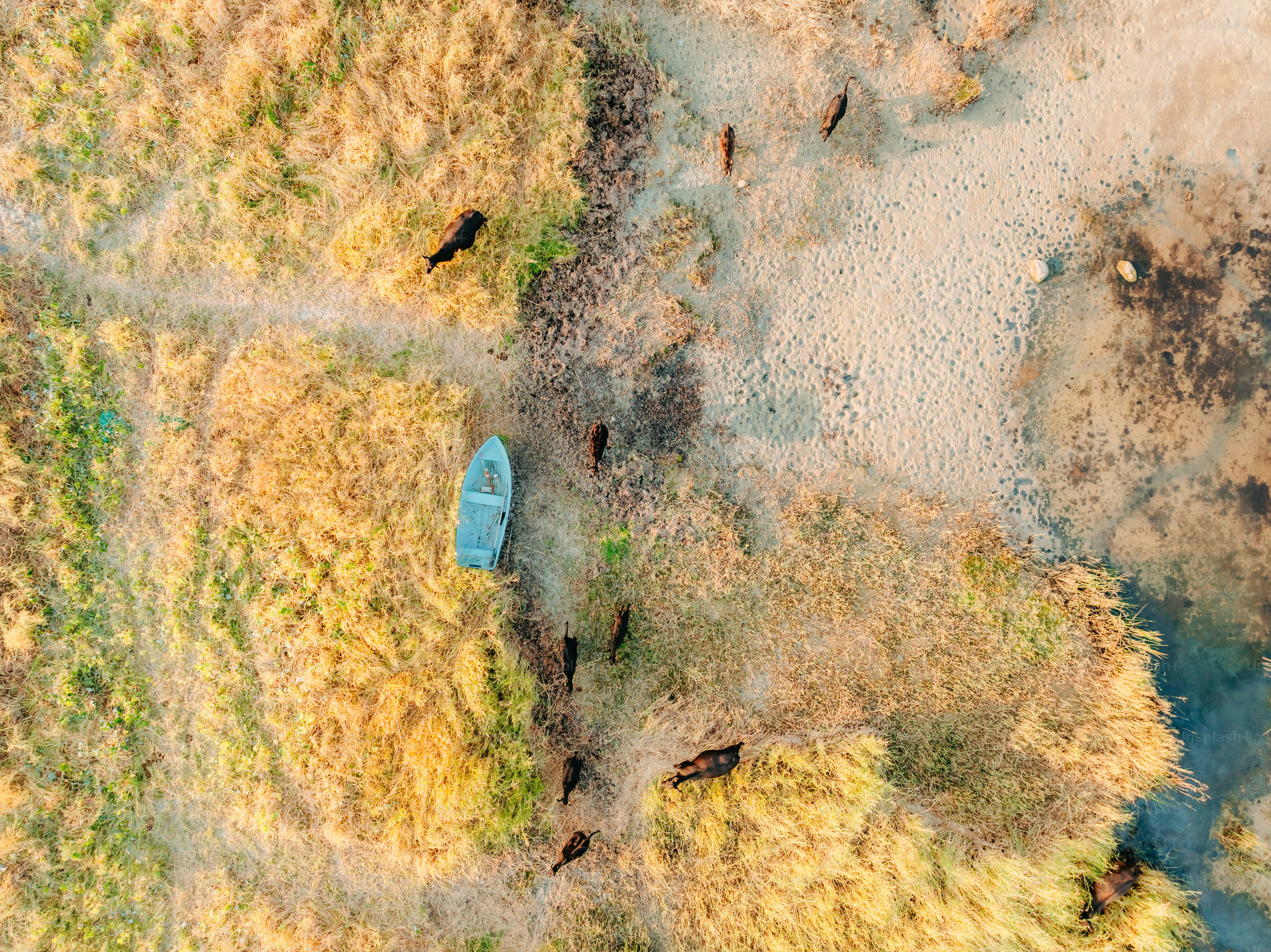 A bird's eye view of a grassy area
