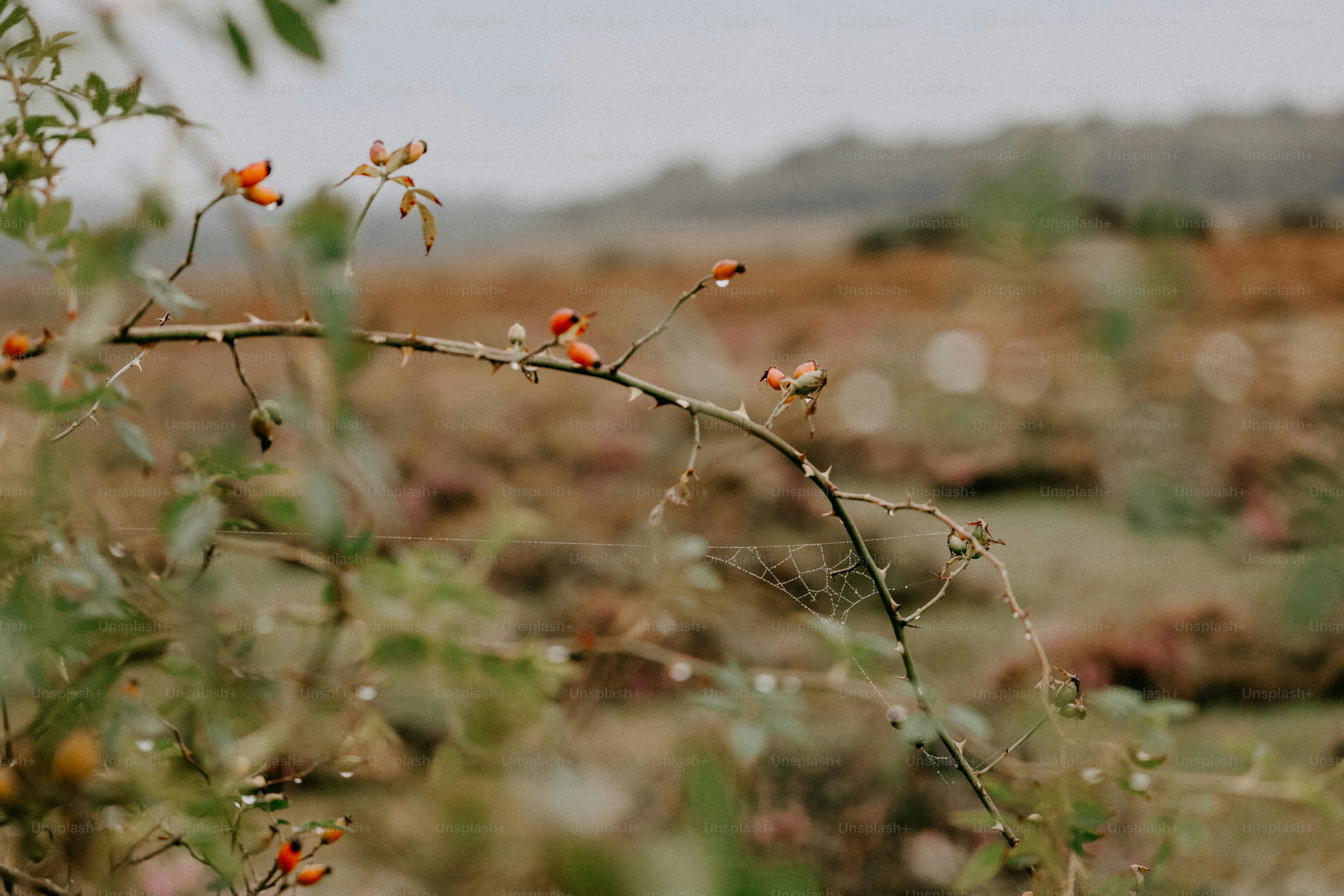 A plant with small red flowers in a field