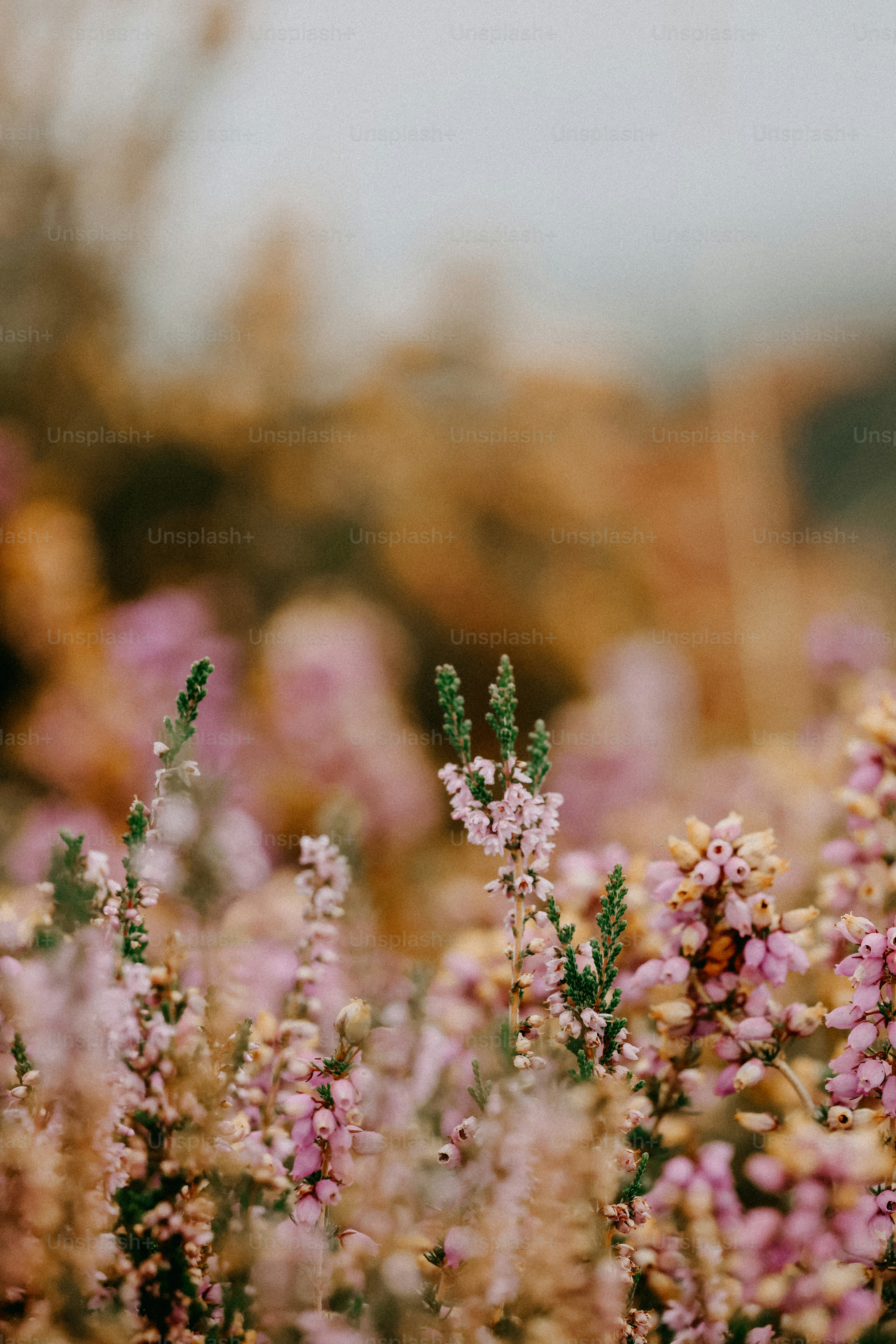 A field full of purple flowers with a sky in the background photo ...