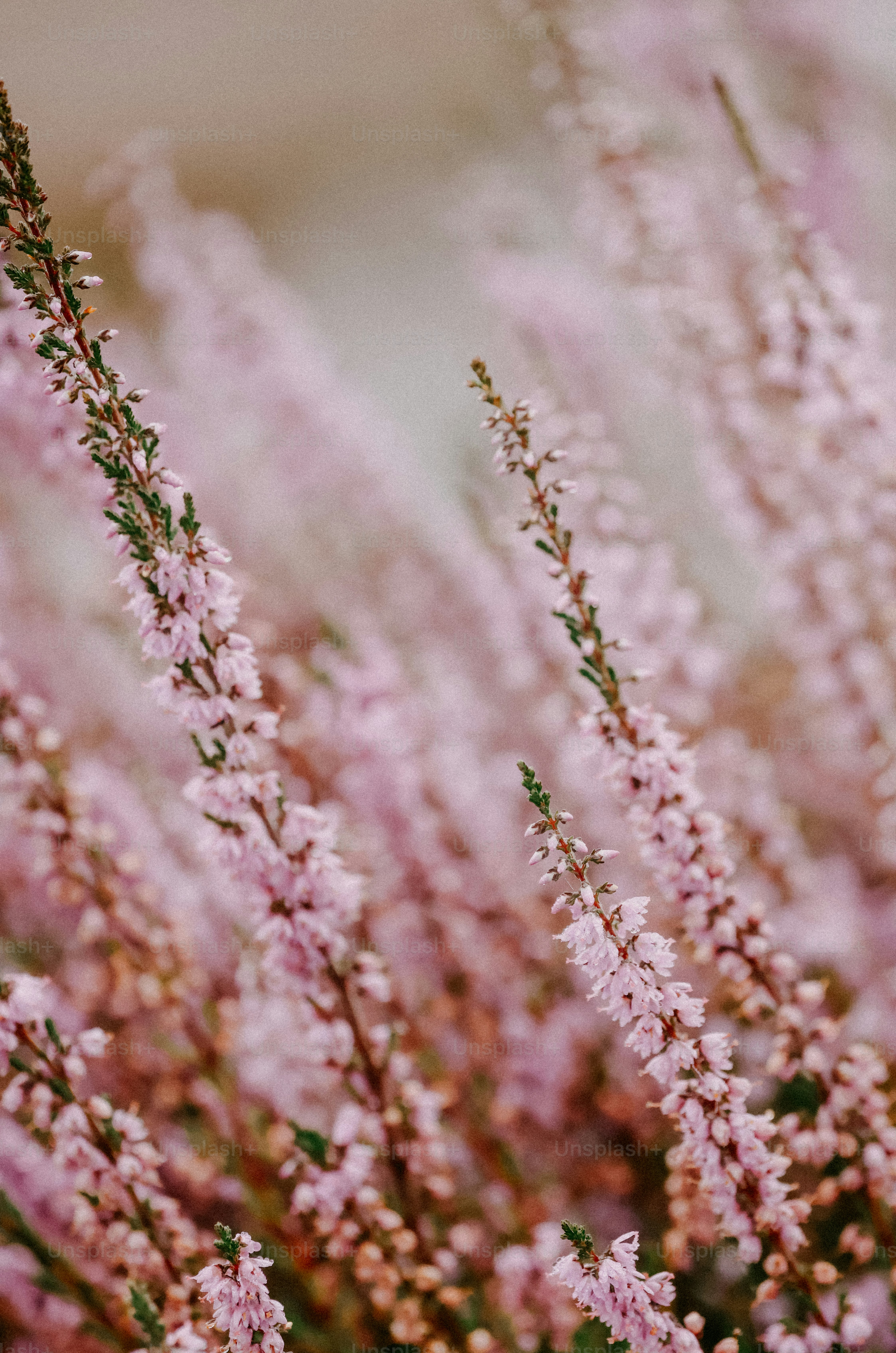 Eine Nahaufnahme eines Straußes rosa Blumen