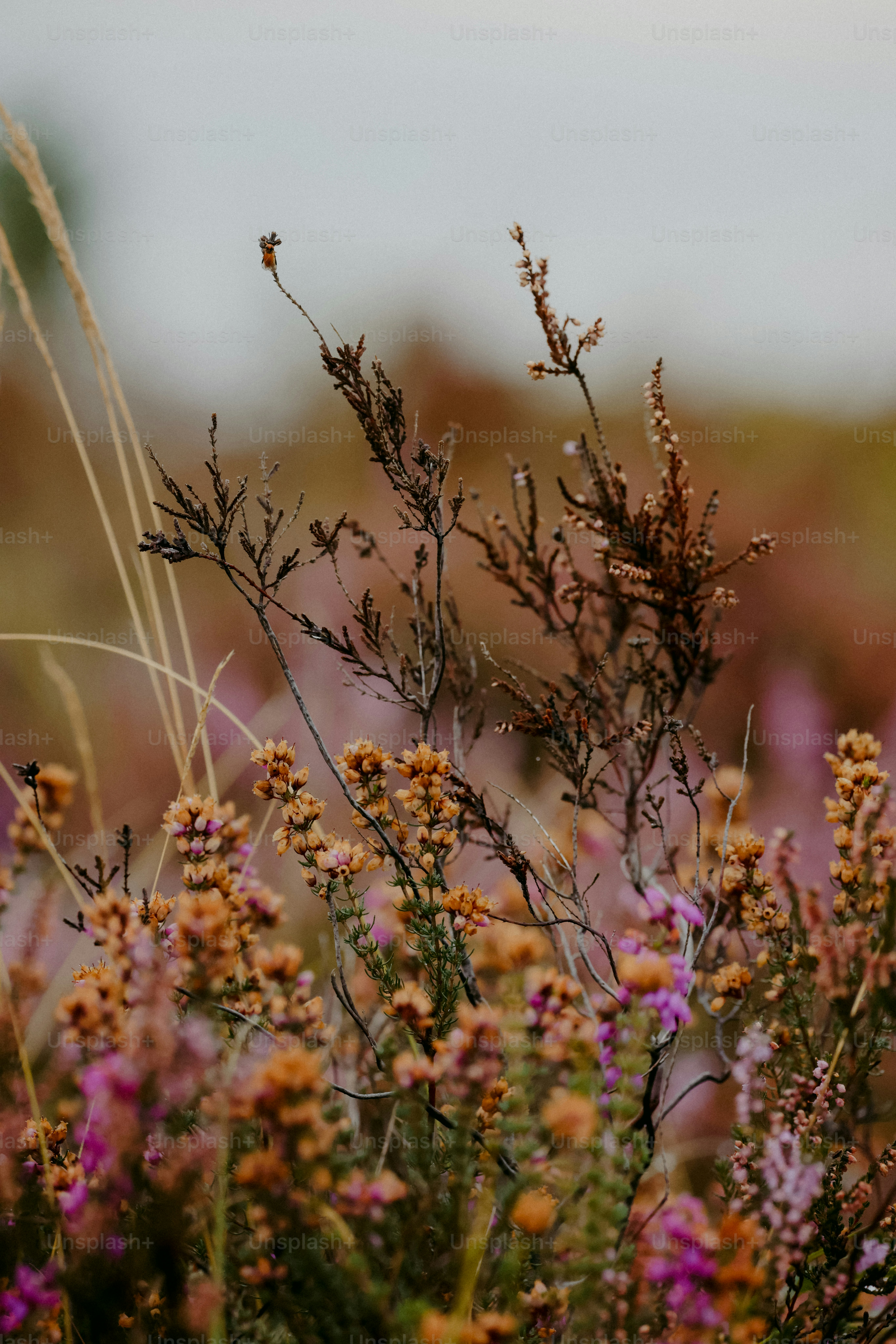 Un bouquet de fleurs qui sont dans l’herbe
