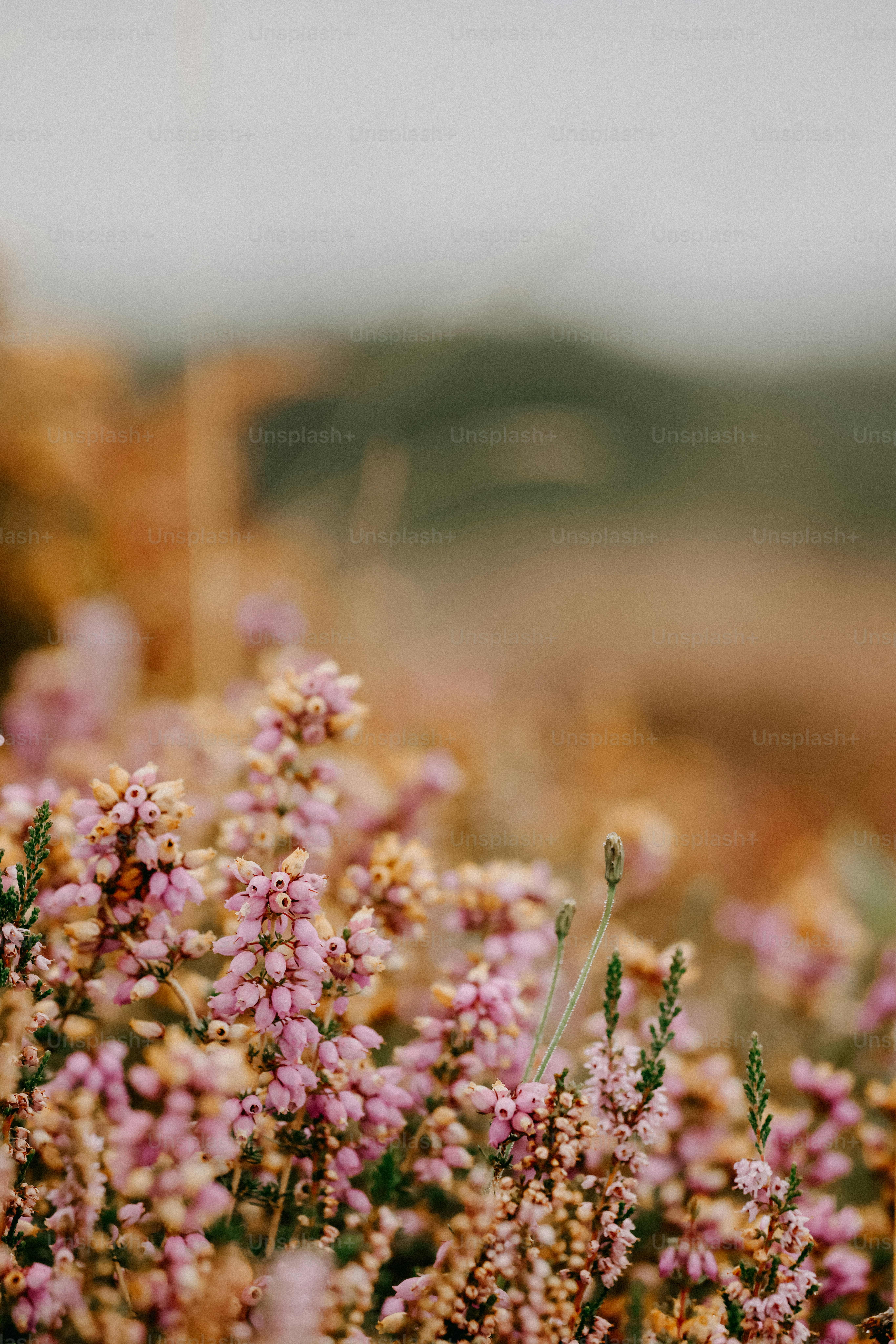 A bunch of flowers that are in the grass