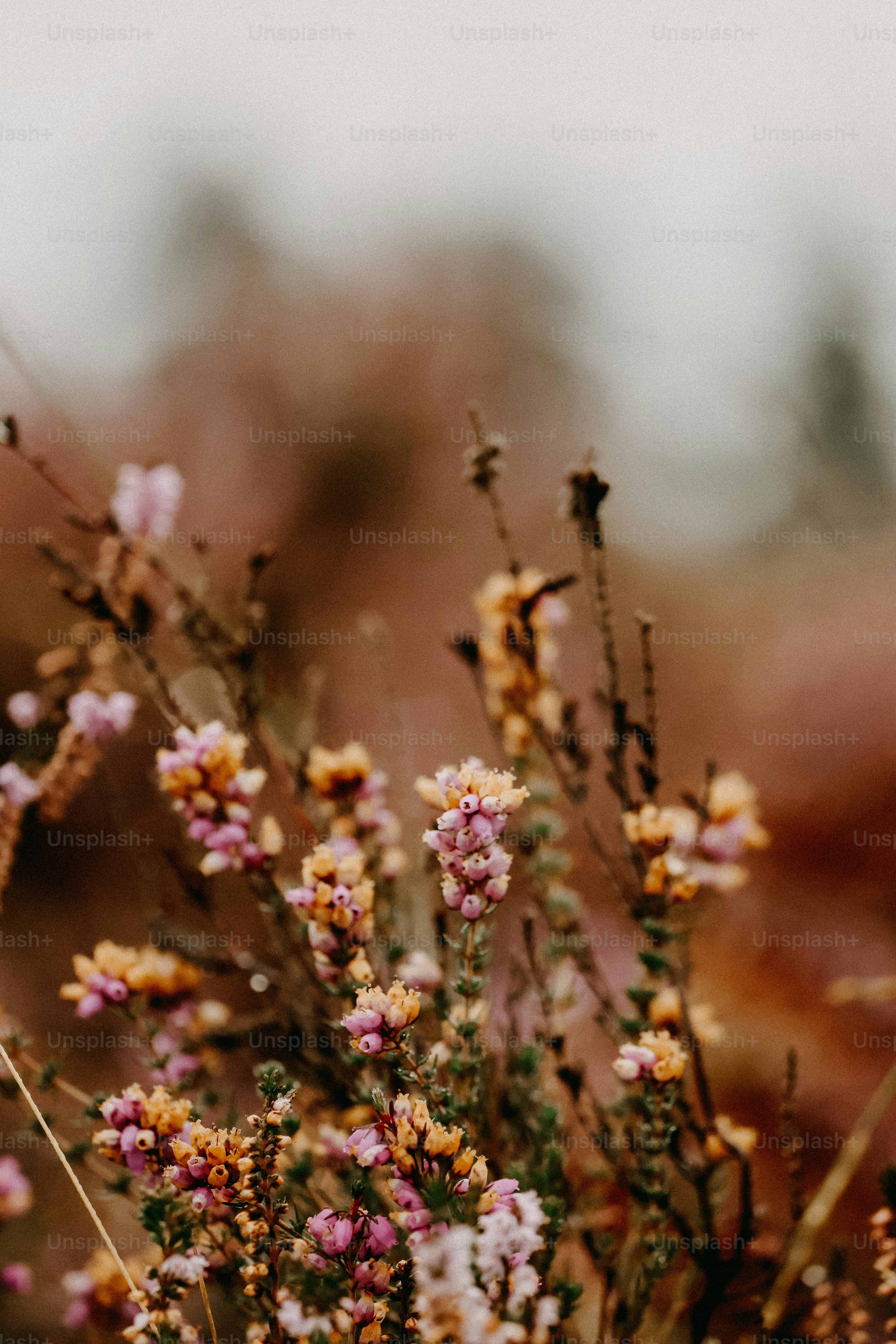 Foto Seikat bunga yang ada di rerumputan – Gambar Bunga di Unsplash