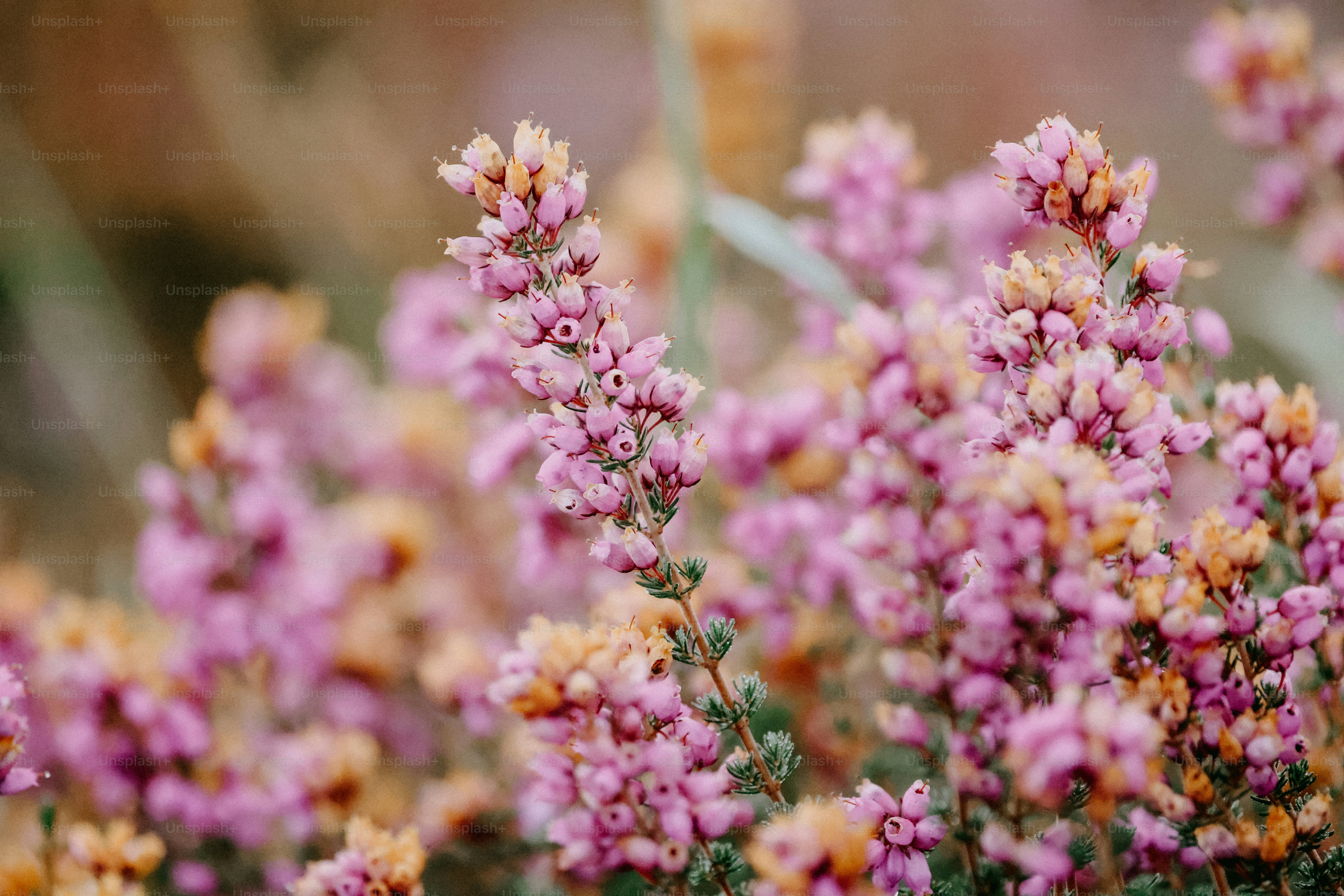 A close up of a bunch of purple flowers