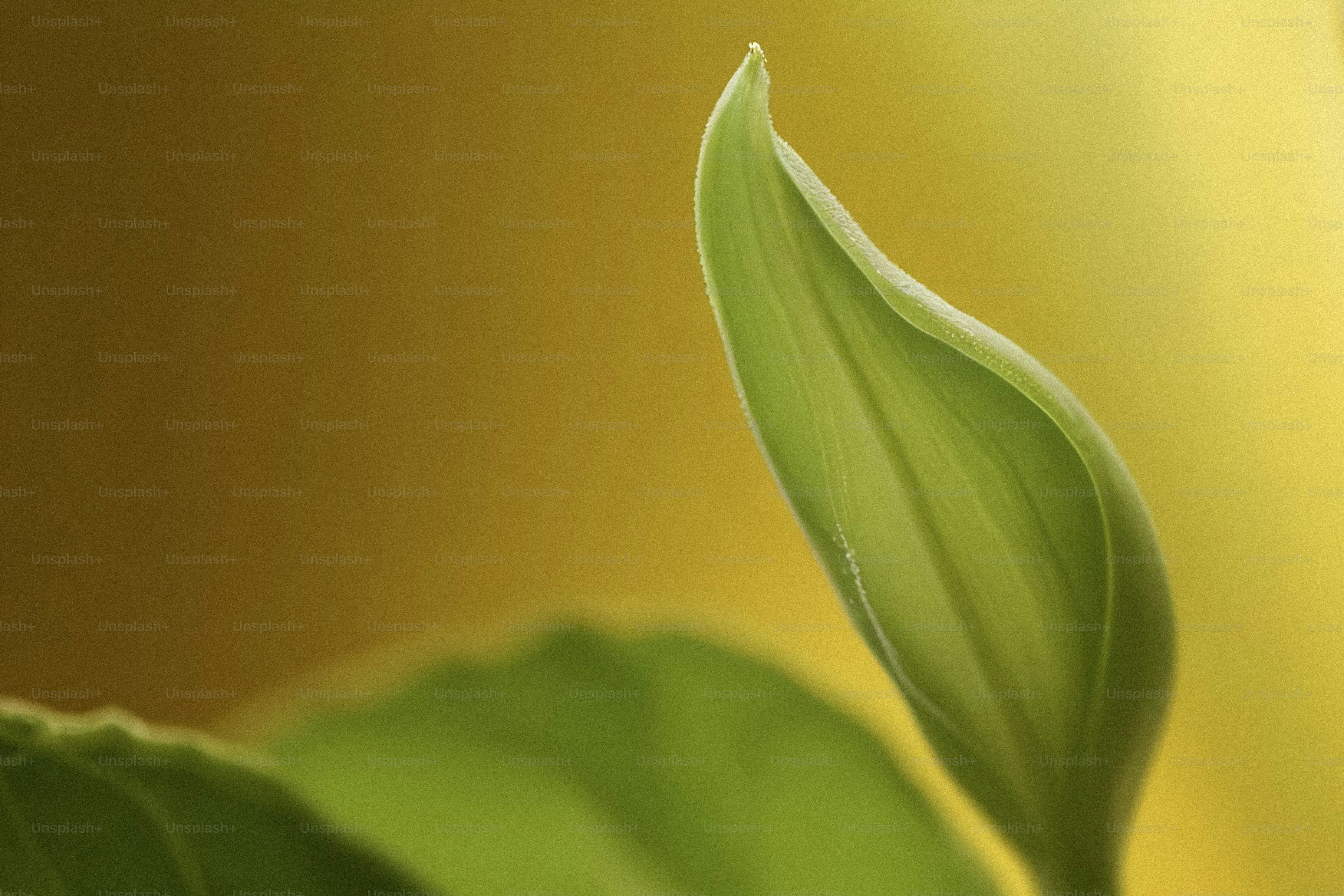 A close up of a green leaf on a yellow background
