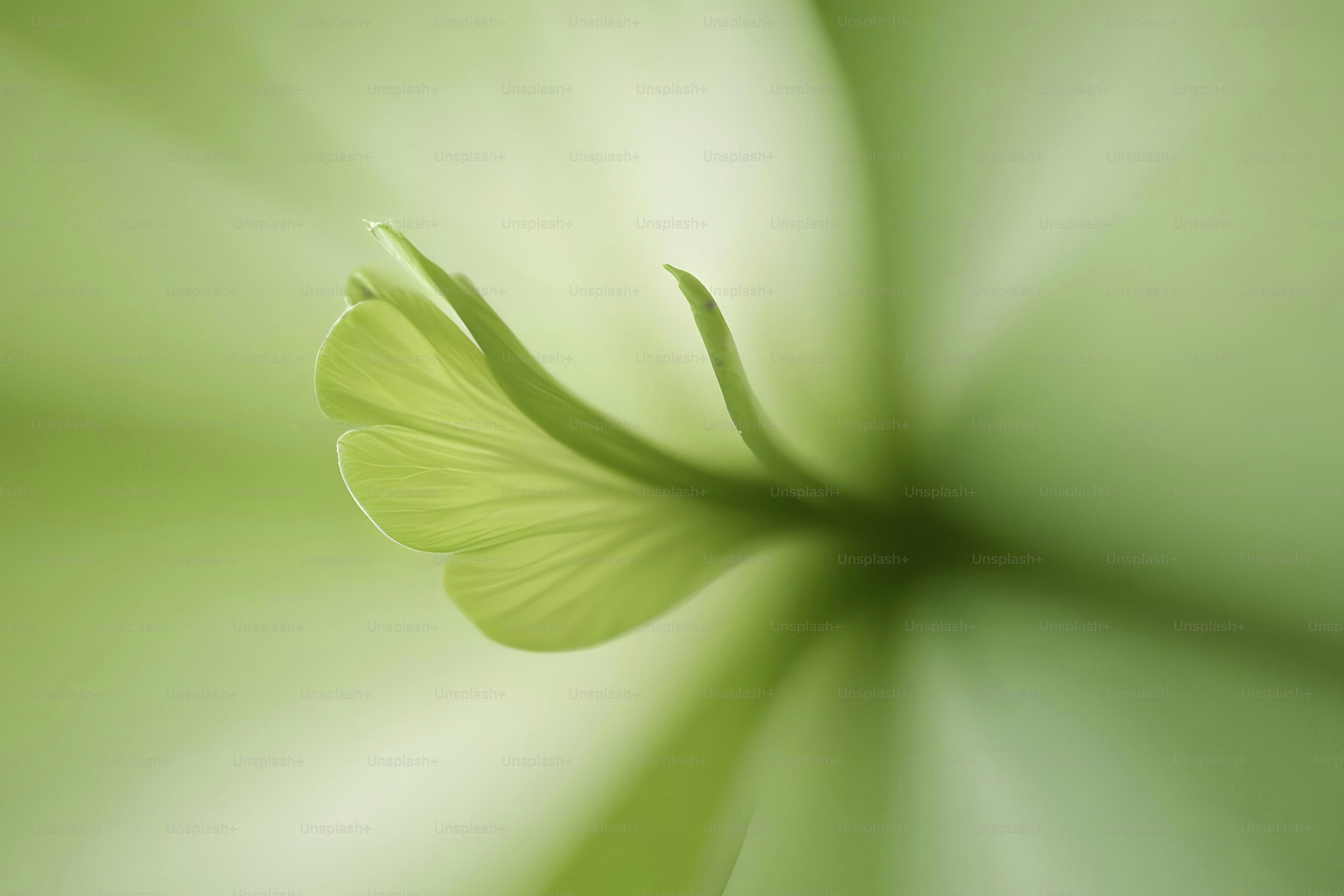 A close up view of a green flower