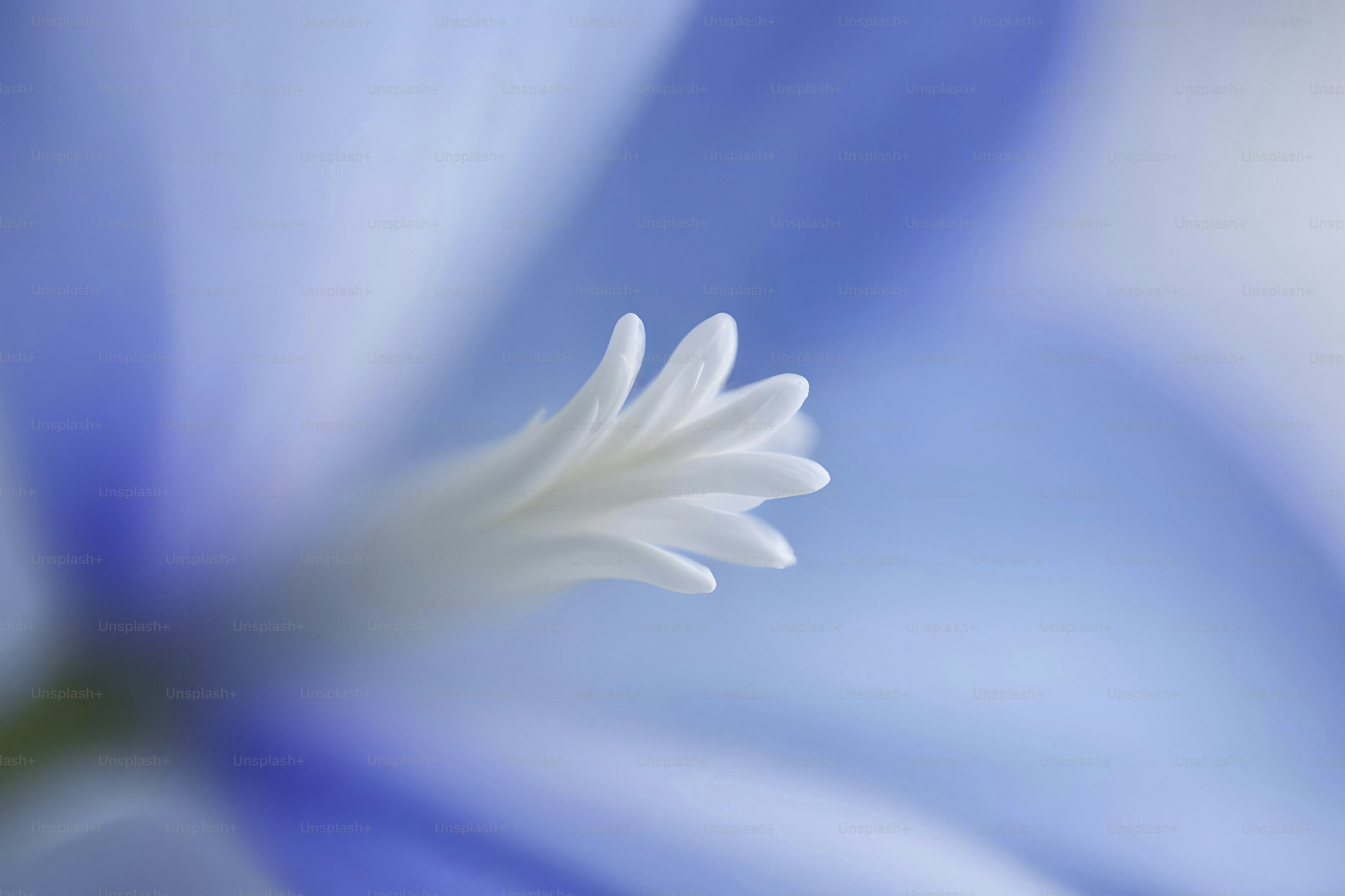 A close up of a blue flower with a blurry background