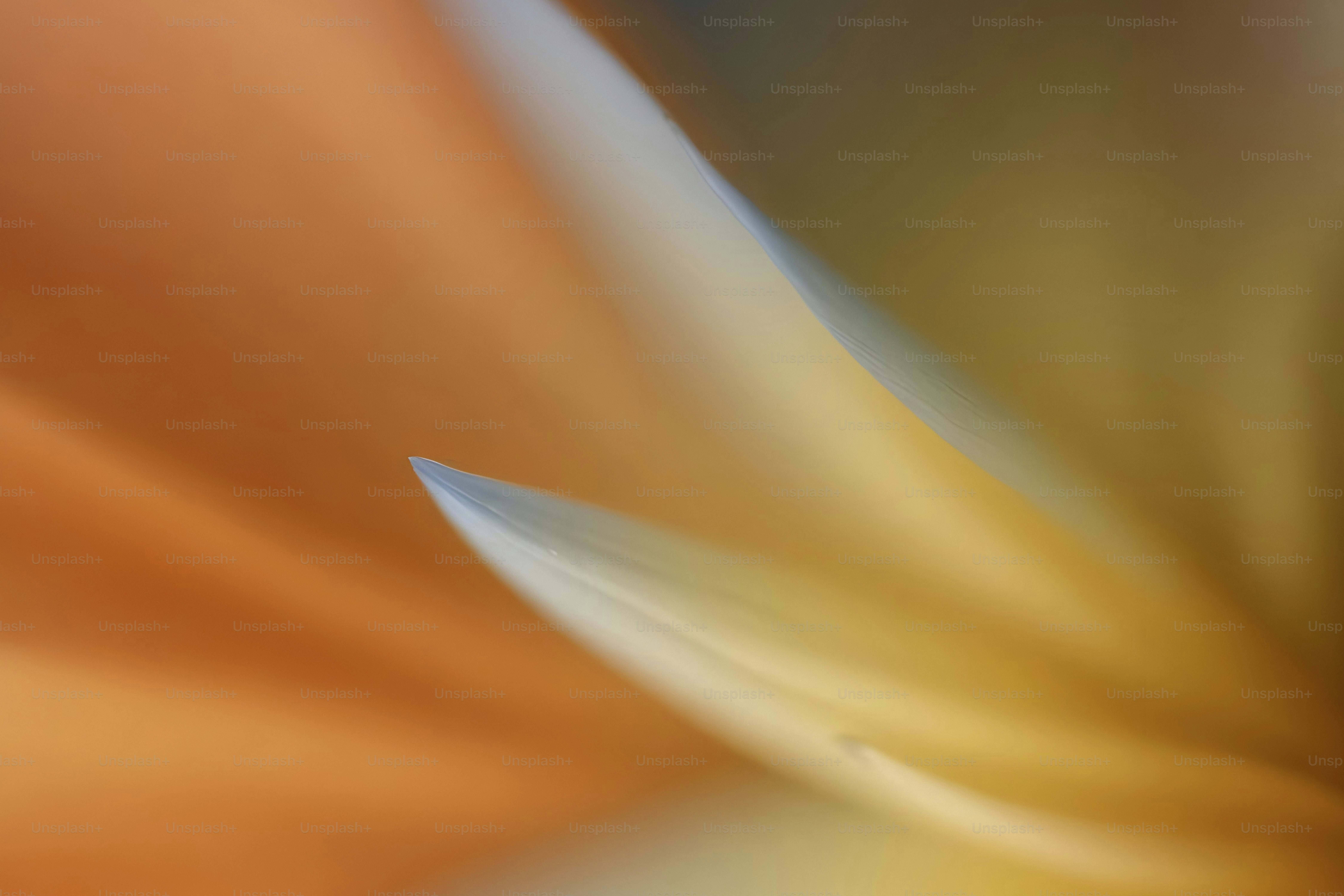 A close up of a flower with a blurry background