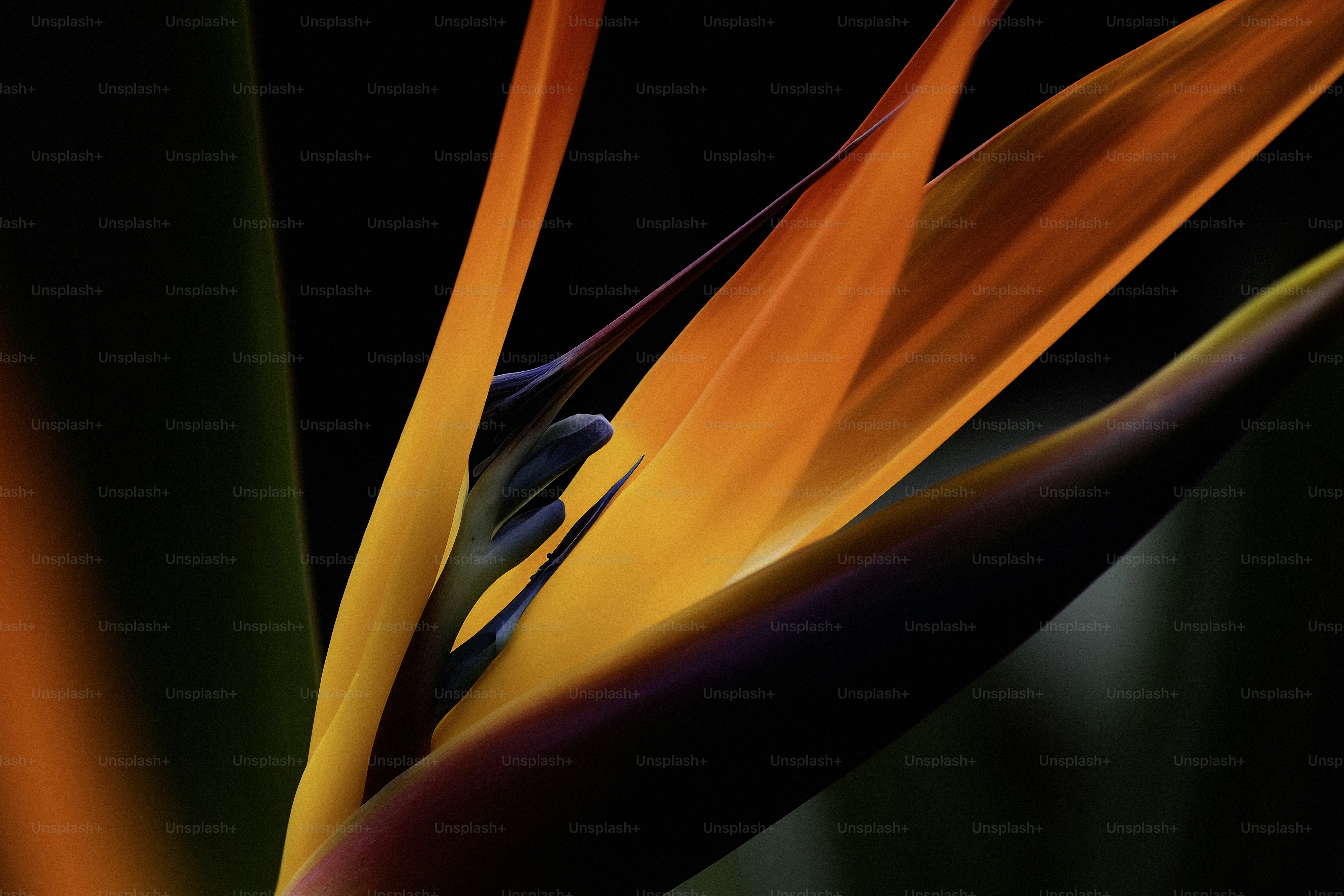 A close up of a flower with a black background