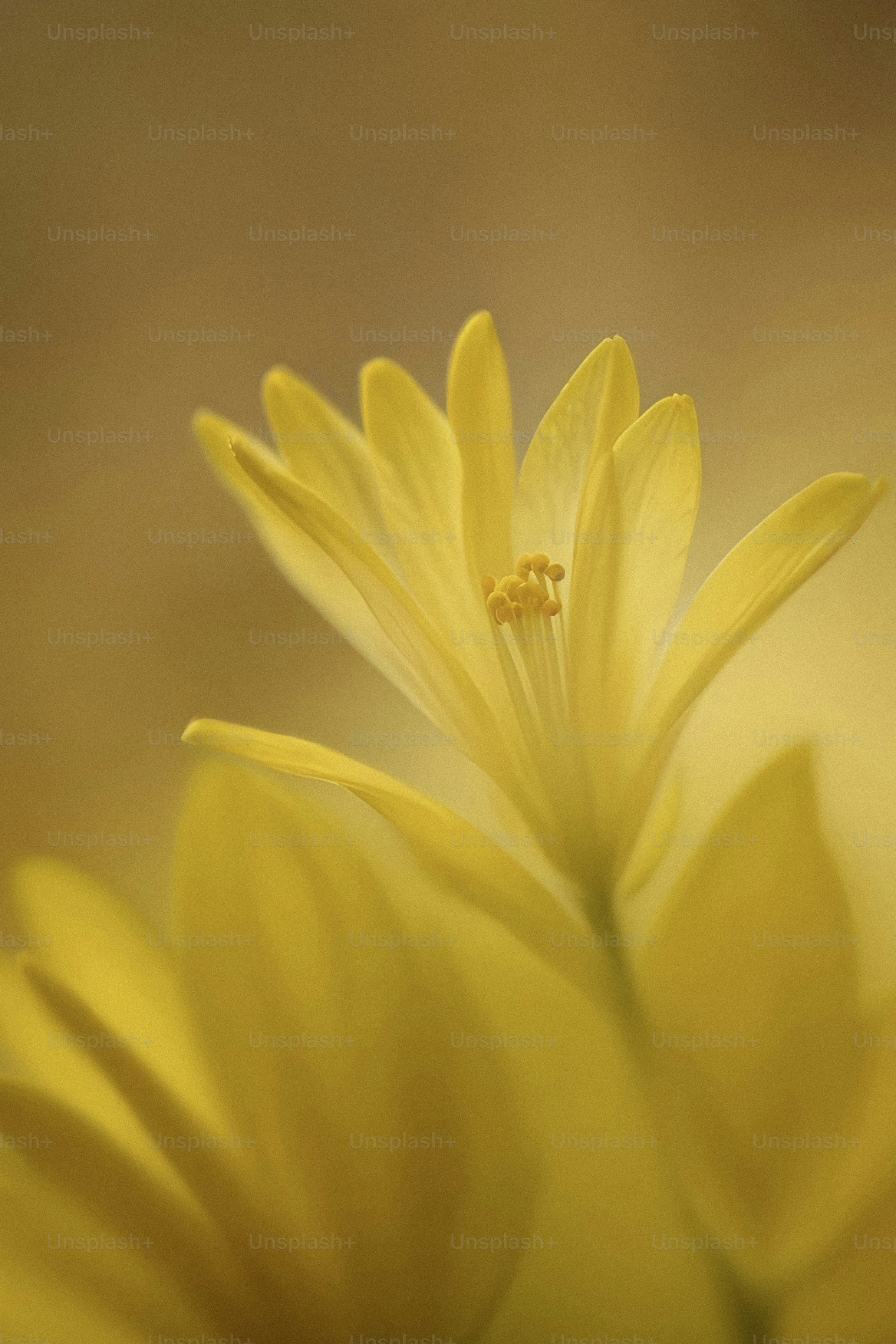 A close up of a yellow flower with a blurry background