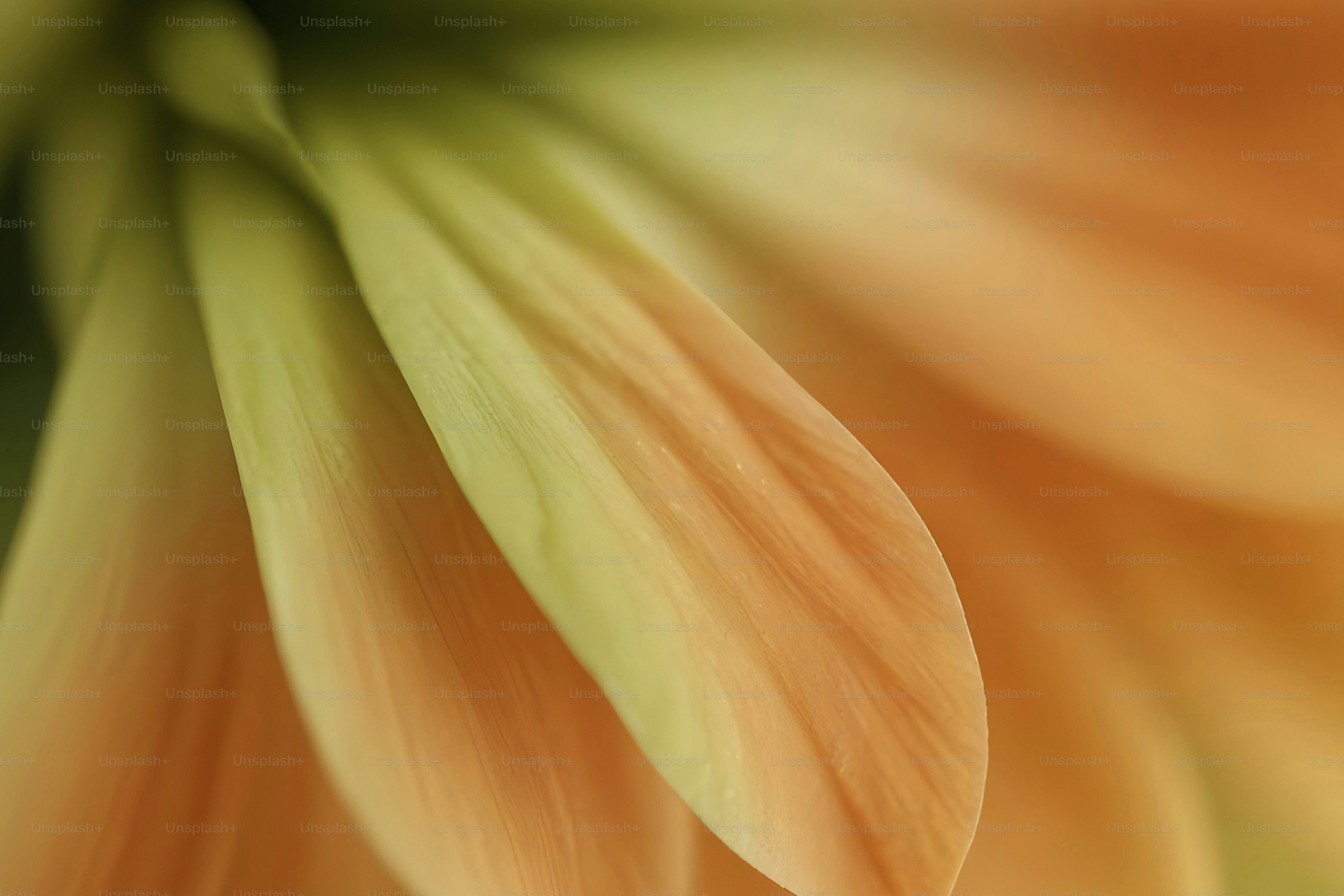 A close up of a flower with a blurry background
