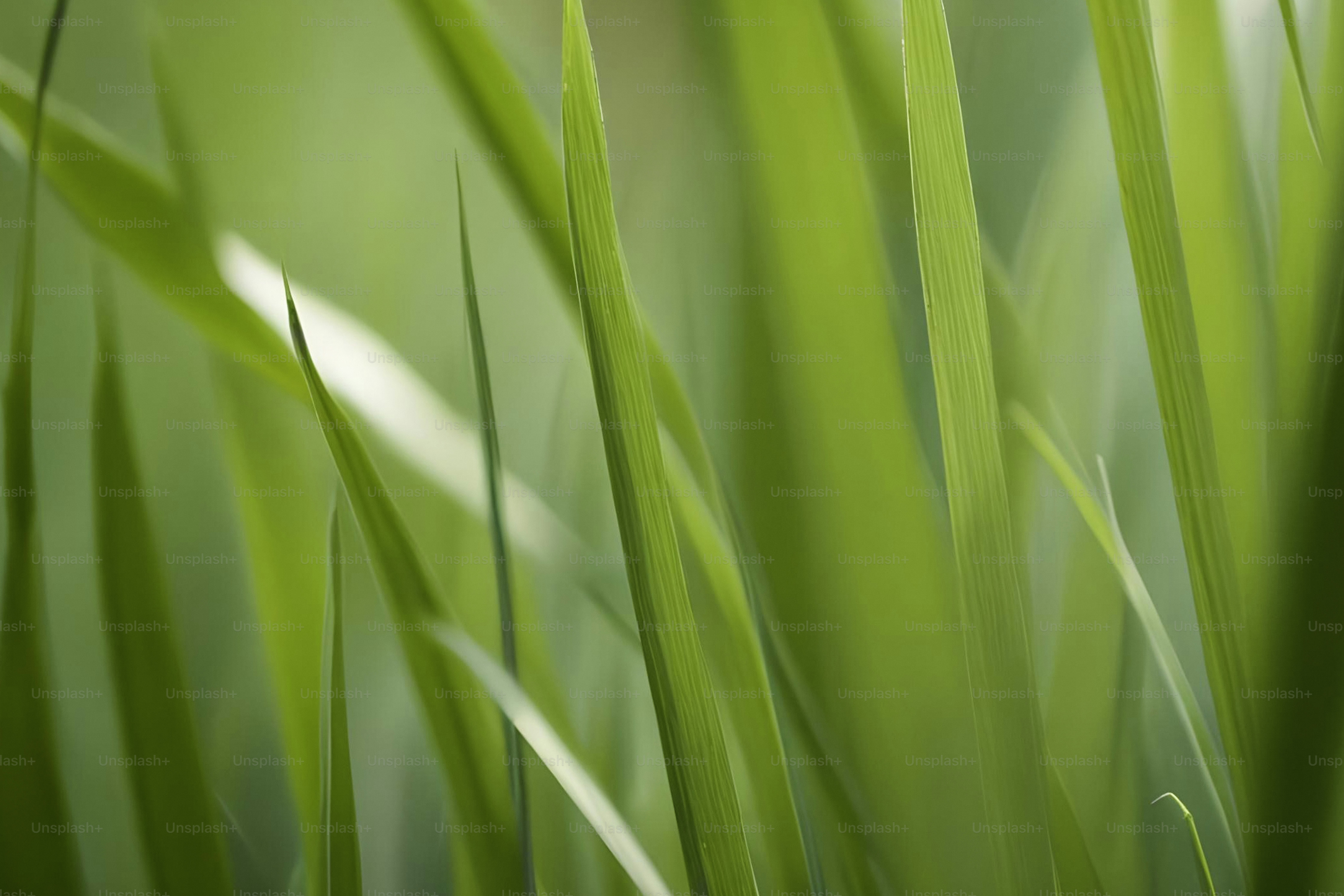 A blurry photo of green grass with a blurry background