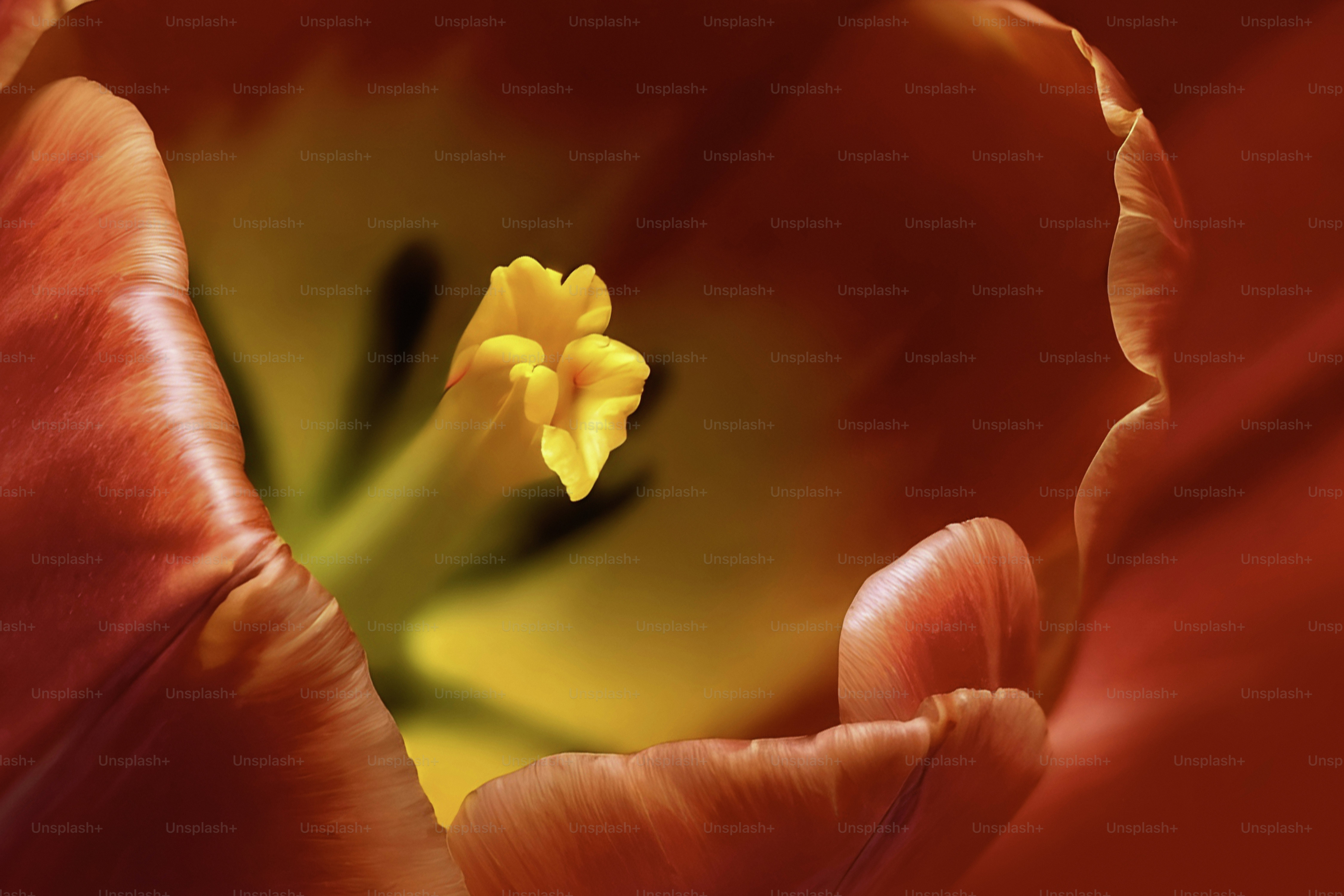 A close up of a red and yellow flower