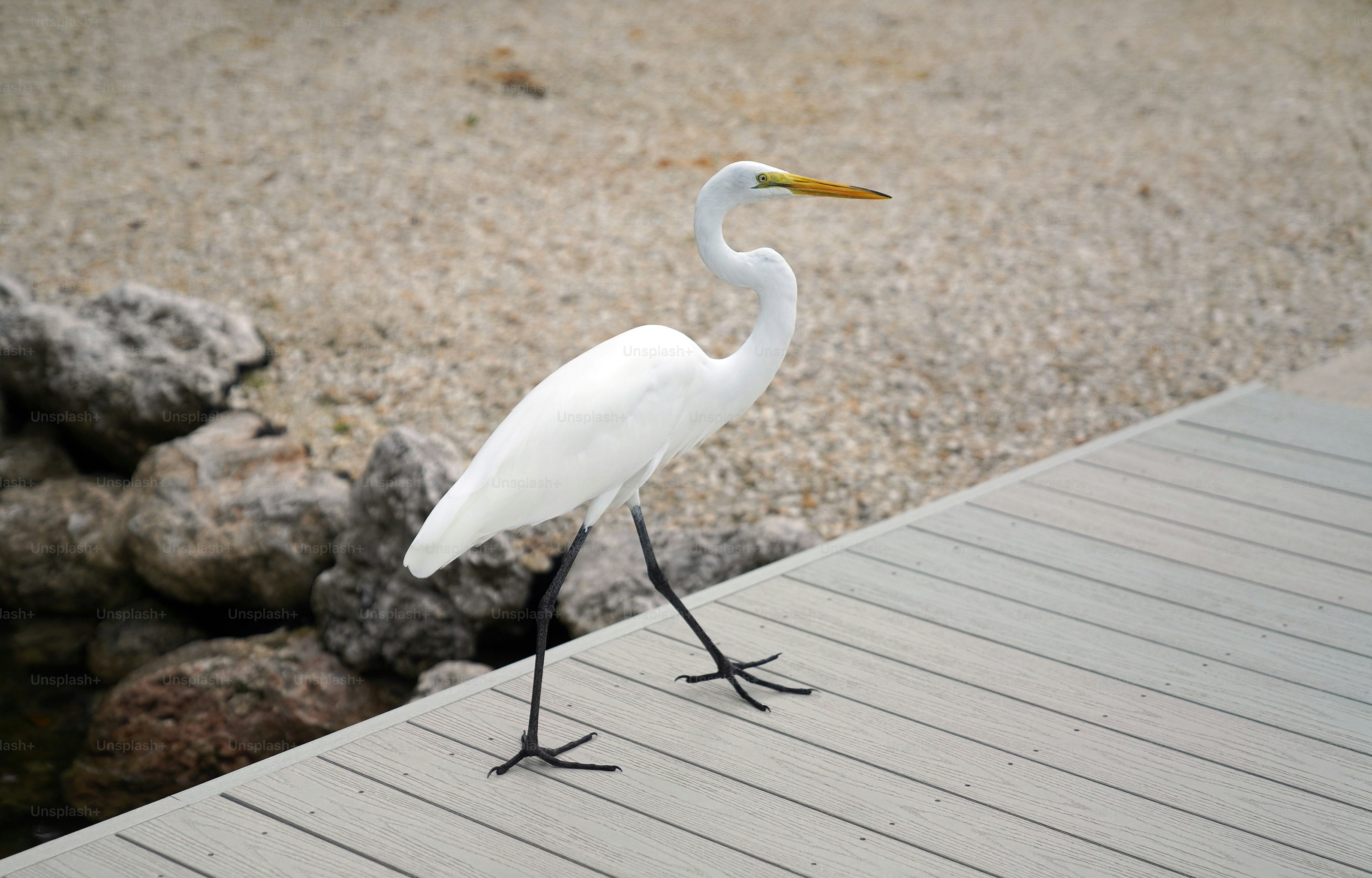 Un uccello bianco è in piedi su un molo